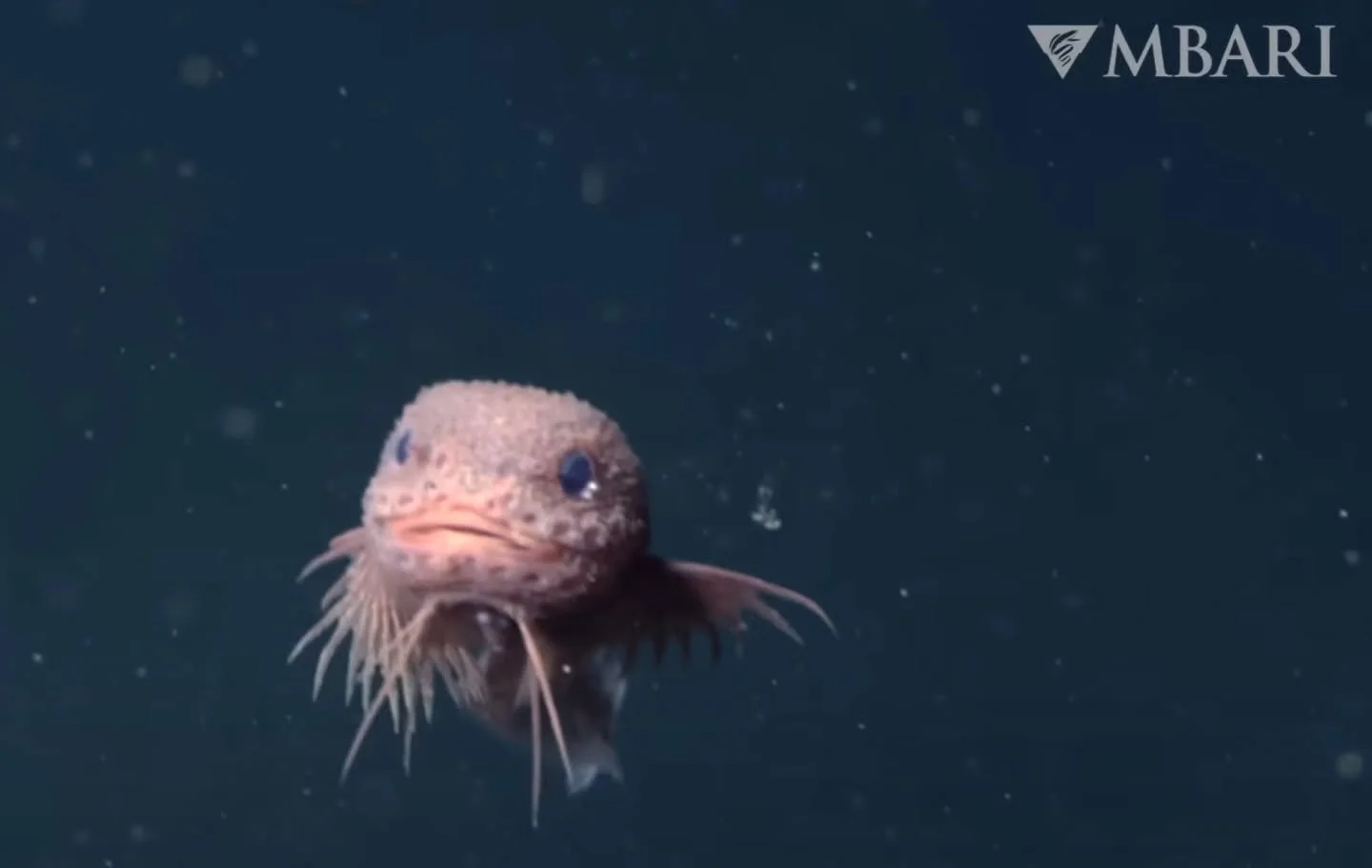 Meet the Bumpy Snailfish (Careproctus colliculi) — A New Deep-Sea Discovery ๐๐! This new species is one of three ๐ new deep-sea snailfish species discovered by researchers from MBARI and SUNY Geneseo!
First spotted in 2019 by MBARI’s