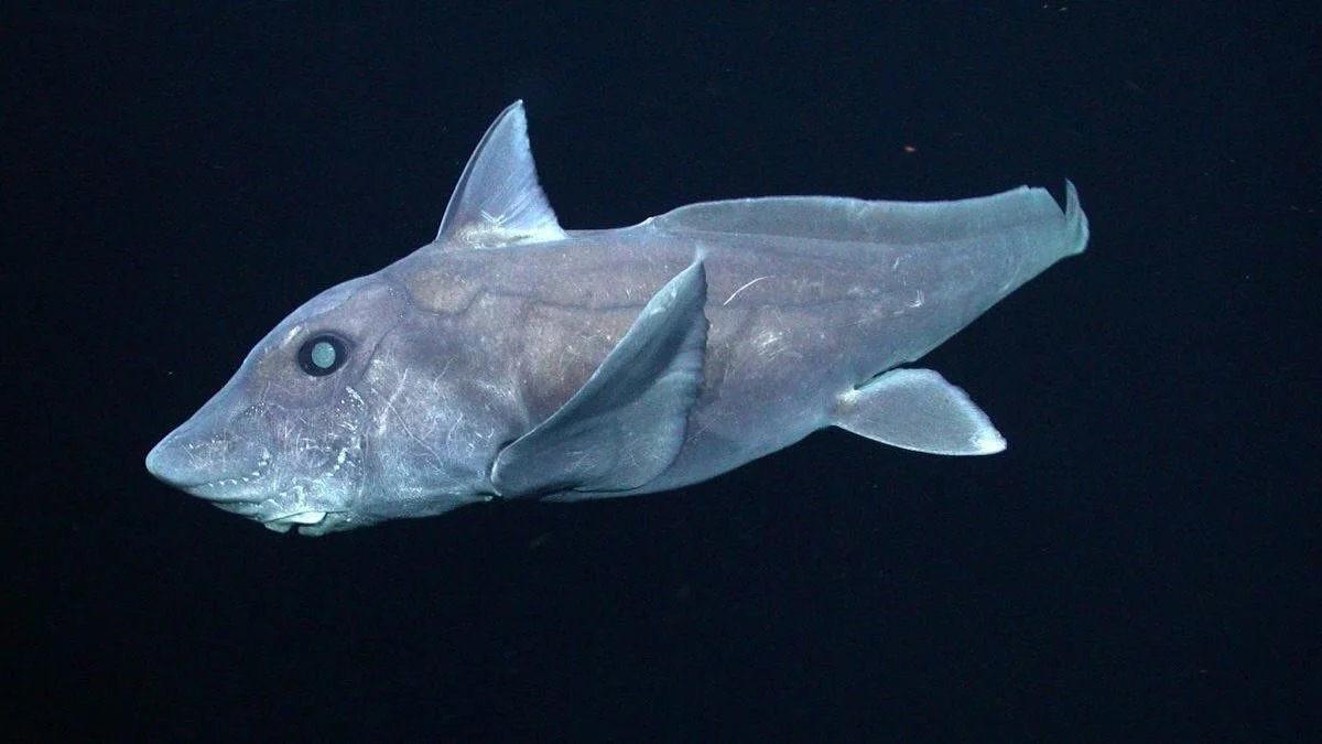 Approximately two-thirds of sharks, rays, and chimaeras are currently at risk of extinction due to human activities ๐ข. Recent research on deep-sea mining—the industrial extraction of mineral resources from the ocean floor—indicates that