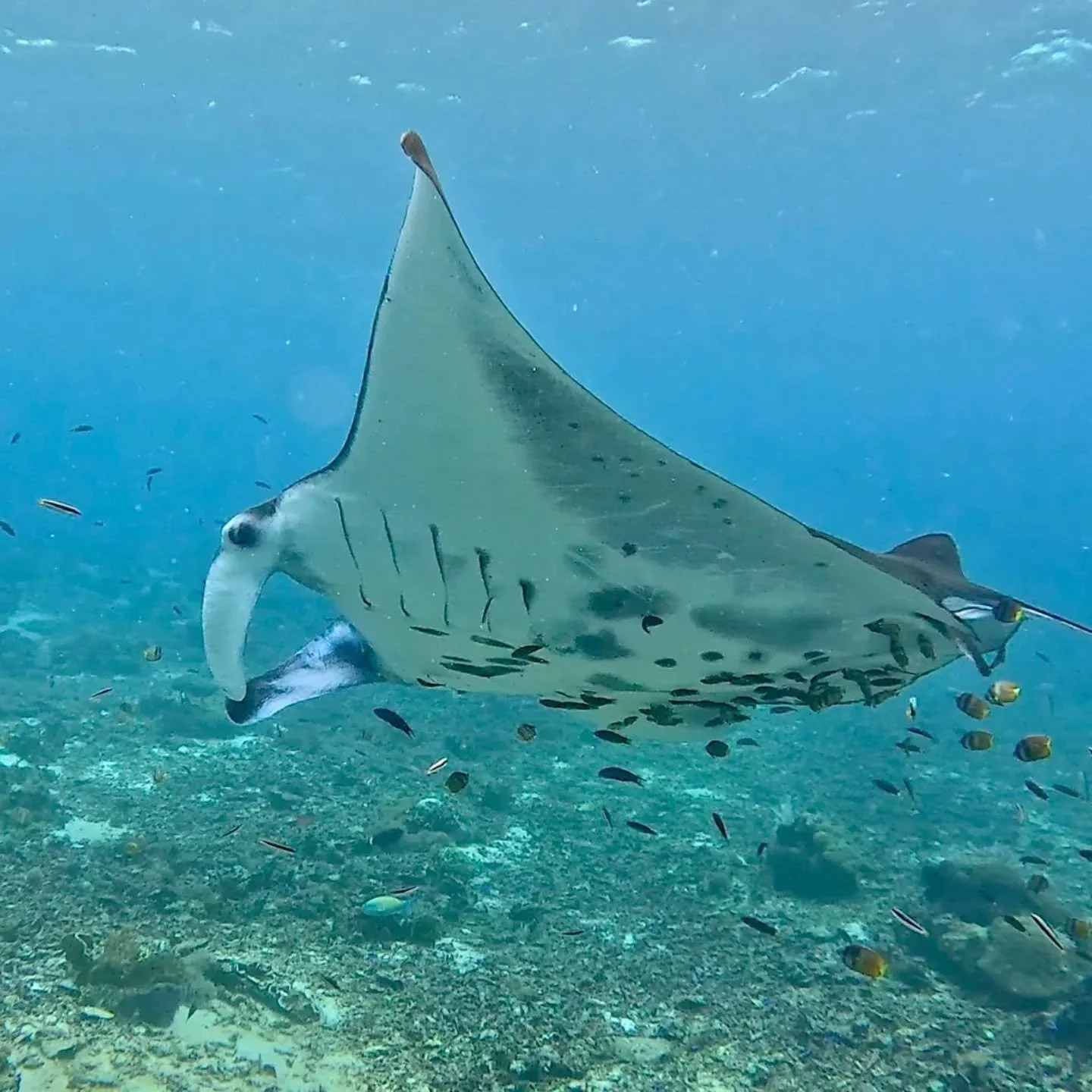 Manta and devil rays are critical for the functioning of many ecosystems but are being driven to the brink of extinction because of trade in their fins and gills. 
This was reflected by a recent increase in their listed status on IUCN to 'Critically