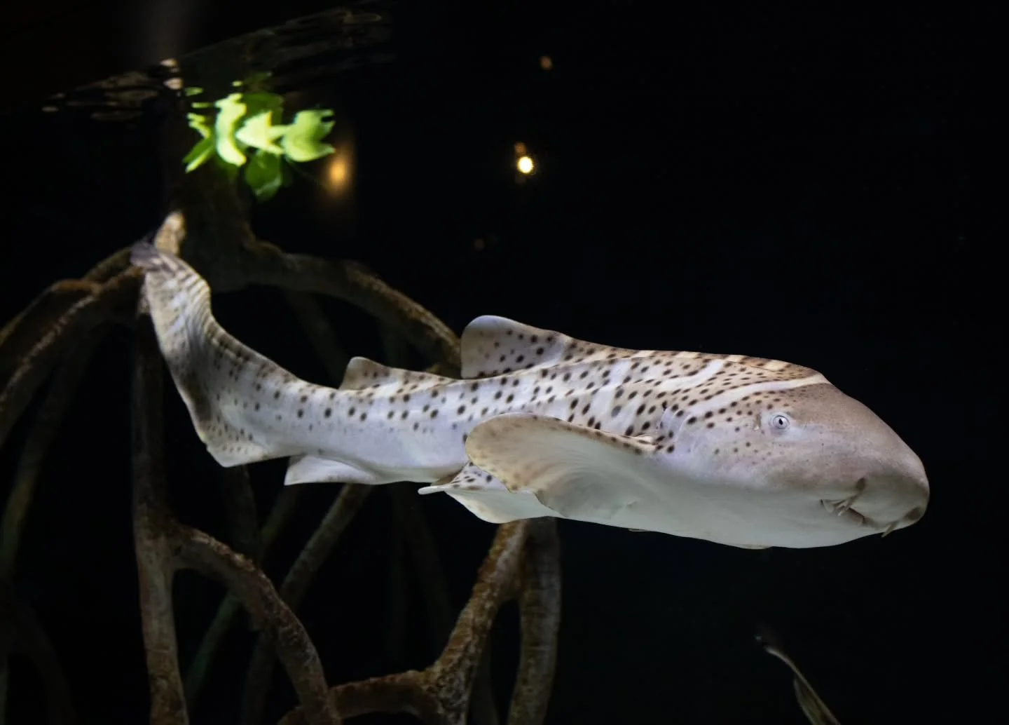 From viral TikToks to aquarium influencers, keeping pet sharks ๐ฆ has become a social media sensation ๐ฝ๏ธโจ. But behind the glass, a deeper question lurks — is it right to own these incredible ocean predators?
Home aquariums filled with species