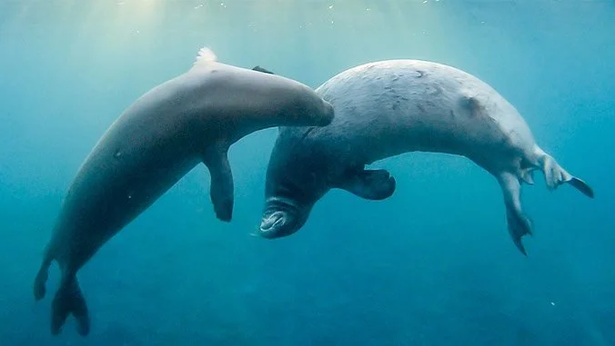New research coming from our very own @kirbyparnell15 - 2023 TNS scholarship winner 😊!

Kirby et al. recently published a paper in Royal Society Open Science focused on the underwater vocal behavior of the endangered Hawaiian monk seal (Neomonachus 