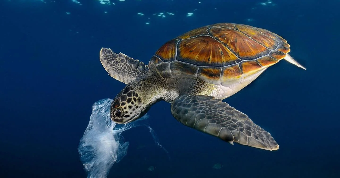 Plastic pollution is widely recognized as a major threat to marine animals. But, a new study from Murphy et al. (2025) analyzed 🔬 necropsy results from over 10,000 marine animals to quantify lethal plastic ingestion and identify the most harmful typ
