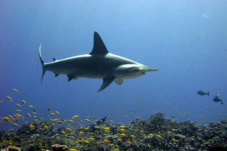 Sharks 🦈 and their relatives&mdash;skates, rays, and chimaeras&mdash;are among the most threatened species on Earth. Yet, despite global 🌎 protections like CITES [Convention on International Trade in Endangered Species of Wild Fauna and Flora] 🚫, 