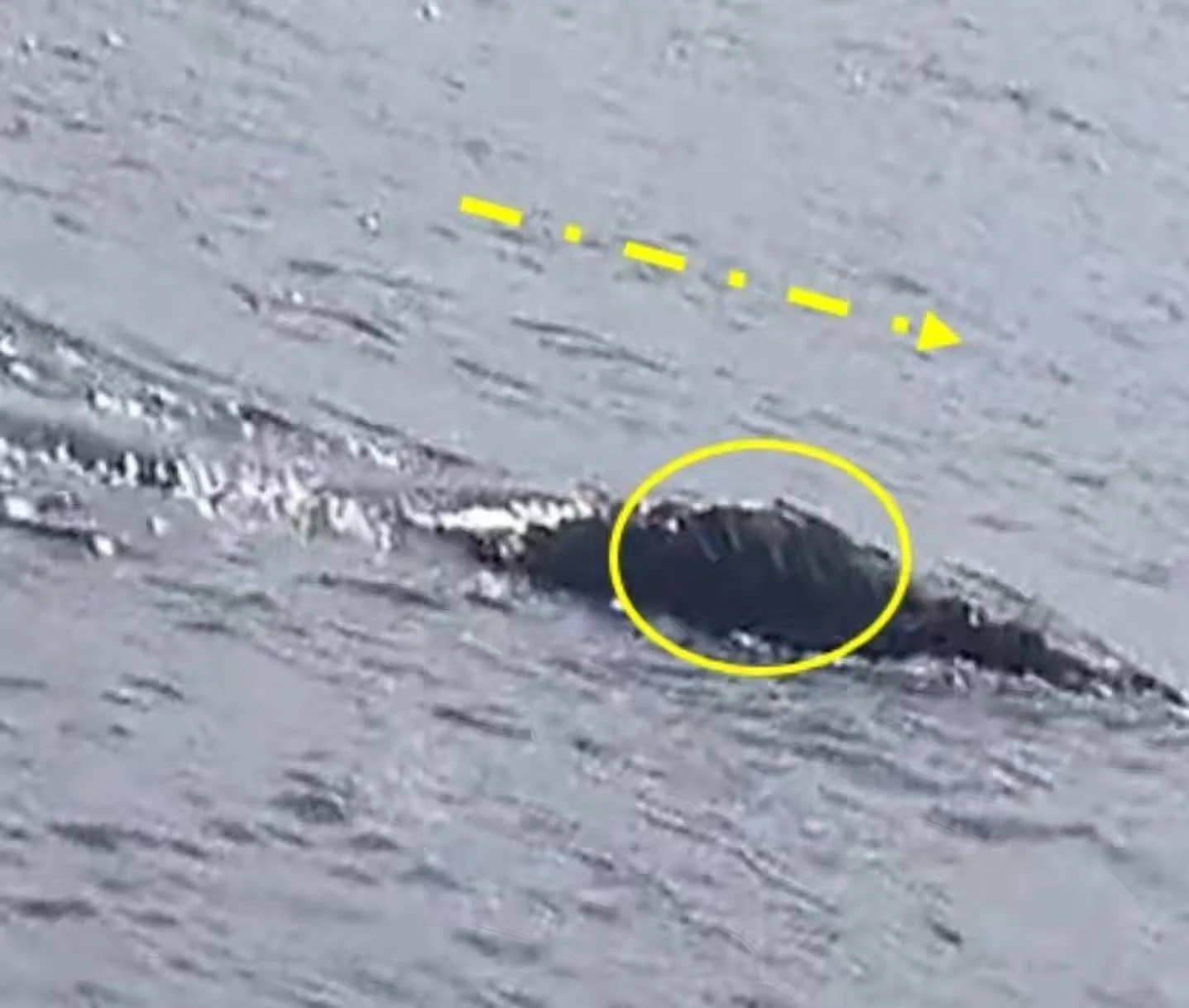 You know we love the North Atlantic right whale here at The Next Swell (board member study species bias!), so we figured we&rsquo;d give some updates on the species since it is &ldquo;whale season&rdquo; where said board member lives. 😊

Some great 