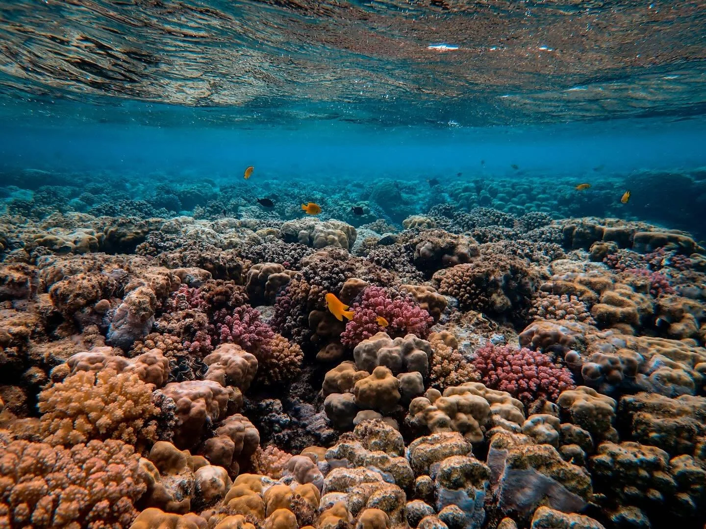 New coral reef 🪸 research led by our very own board member @arielgreiner in collaboration with the University of Oxford 🇬🇧, University of Toronto 🇨🇦, National Research Council of Italy 🇮🇹, and Wildlife Conservation Society (WCS) Fiji 🇫🇯.

Ar