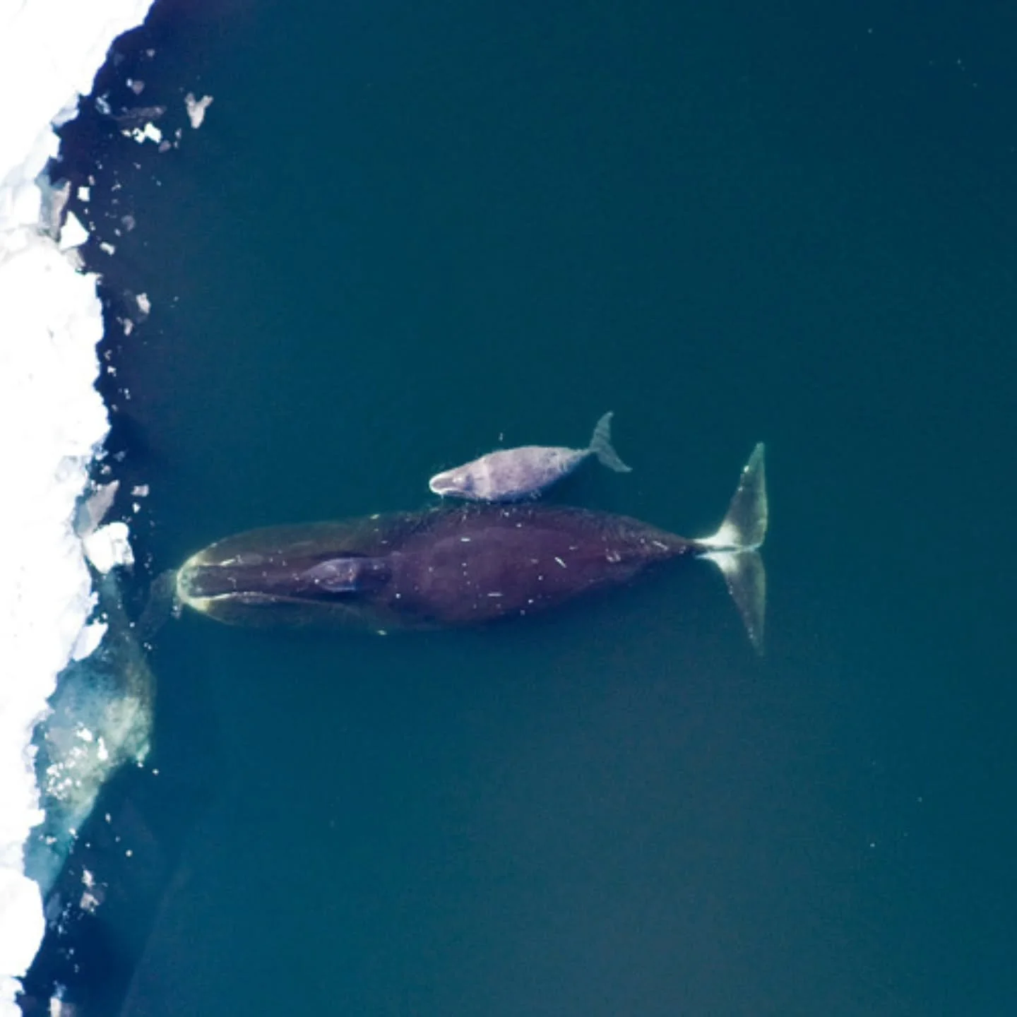 🐋 New research reveals a hidden Arctic love song beneath the ice ❄️🎶

New research using 🎧 underwater microphones and 🤖 artificial intelligence suggests that bowhead whales (Balaena mysticetus) 🐋 may be breeding beneath sea ice northwest of Spit