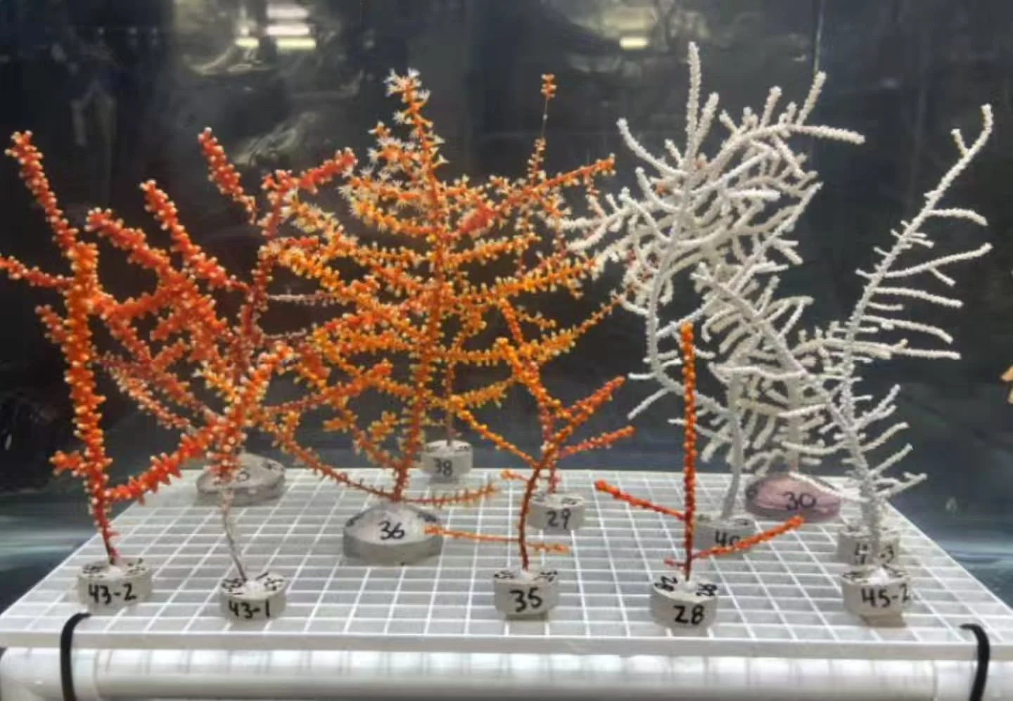 Scientists have reached an exciting restoration milestone by returning lab-grown mesophotic corals to the seafloor for the first time. These corals&mdash;some of the first of their kind to spawn in human care&mdash;were carefully mounted on textured 