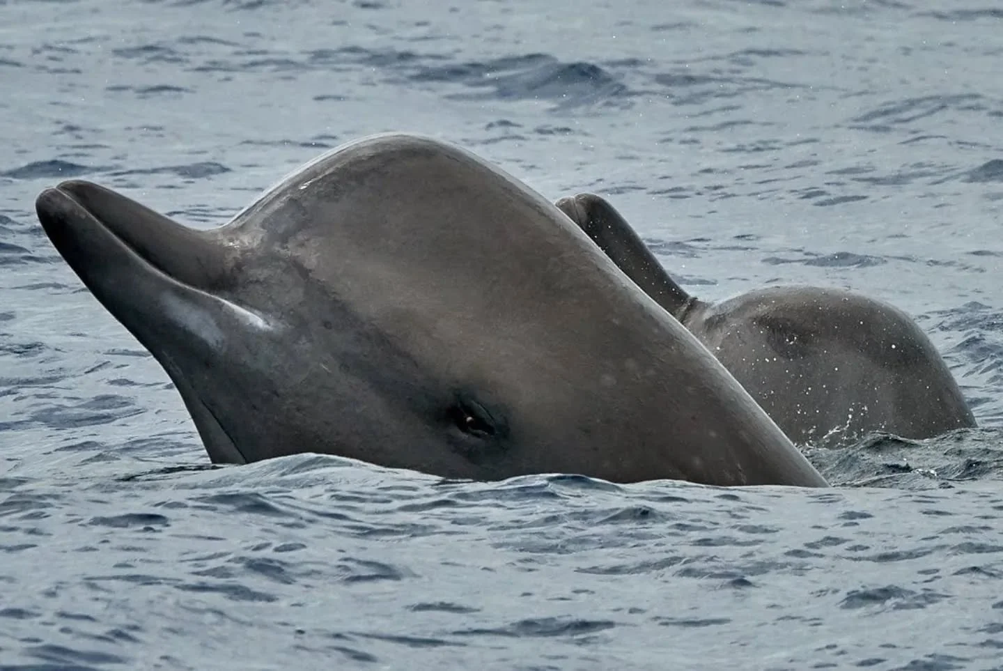 🐋 Conservation Success Story 🐋

With all of the cold temperatures and awful news, it's nice that there are some hope spots out there too! 

An endangered population of Northern Bottlenose Whales 🐋 of the Scotian shelf off the coast of Nova Scotia,
