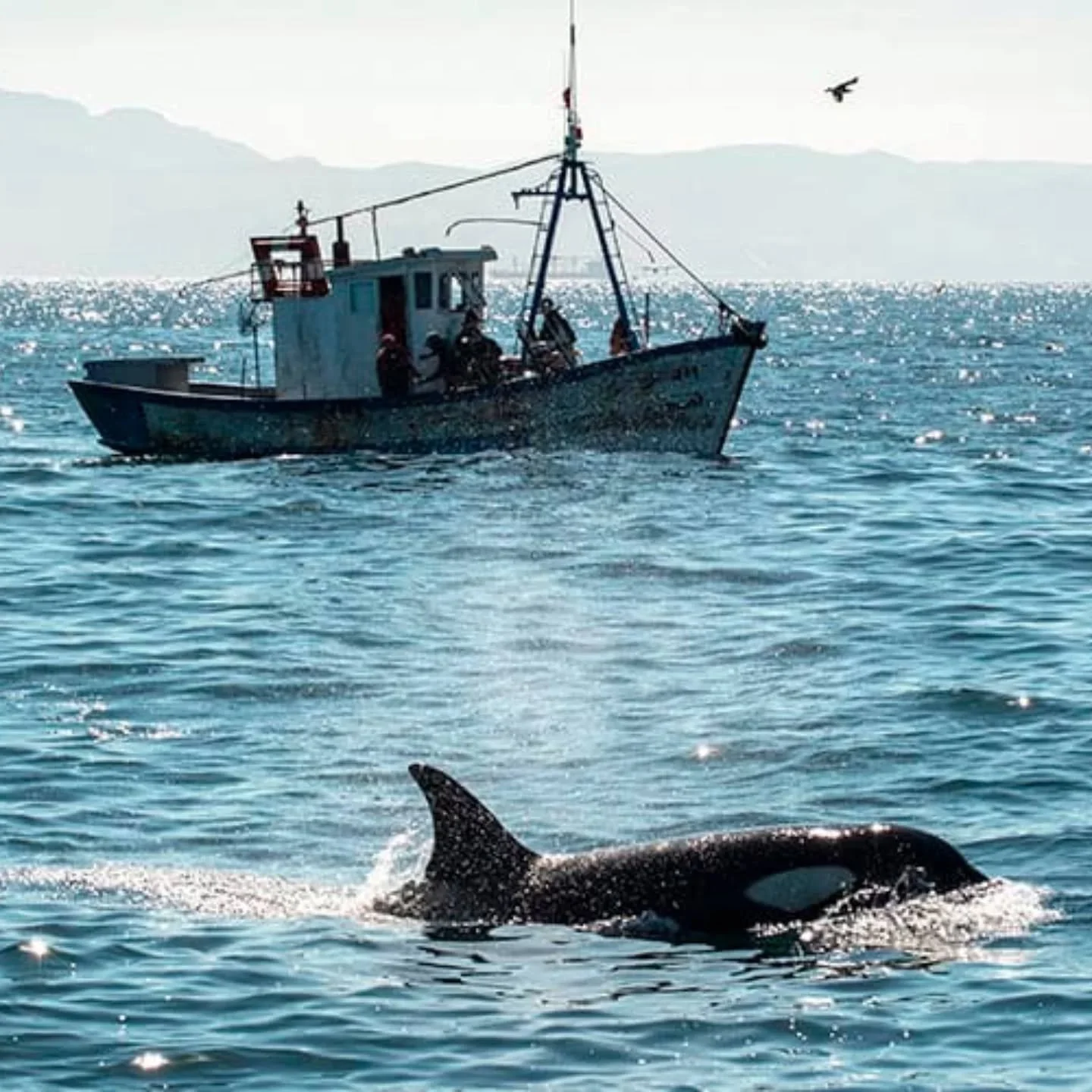 A few years ago, a pod of orcas 🐋 led by 'White Gladis' started attacking yachts 🛥️ in the Strait of Gibraltar 🇬🇮🌍.

It is believed that these actions (pulling rudders off boats and using them as toys 🪀) were an example of orcas participating i