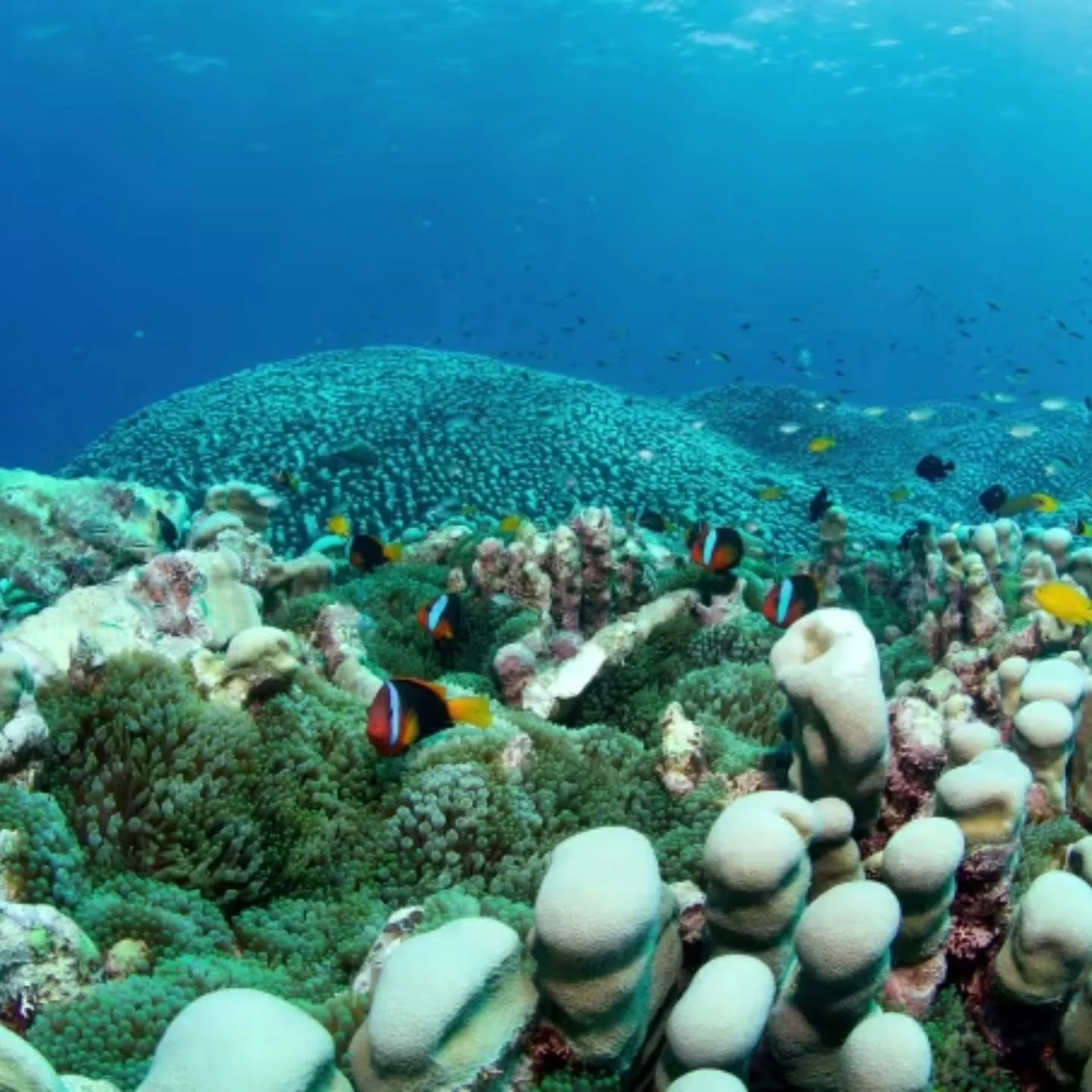 A little bit of hope!

Citizen scientists have discovered what may be the largest coral colony ever documented on the Great Barrier Reef. Spanning about 111 meters (364 ft)&mdash;roughly the length of a soccer field&mdash;and covering nearly 4,000 sq