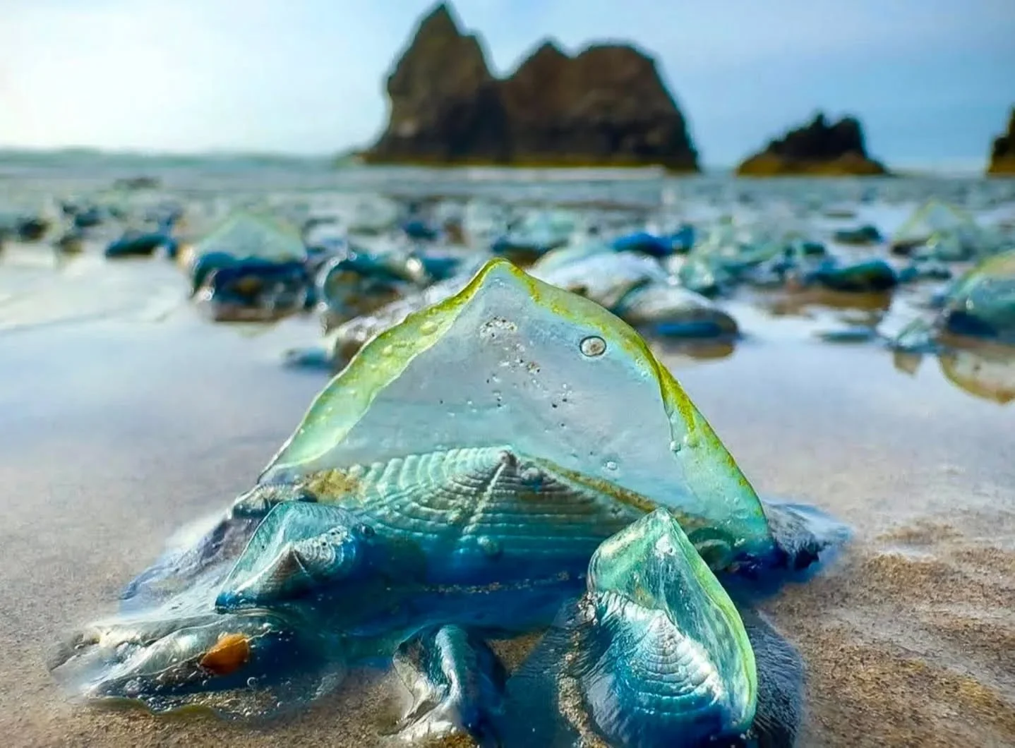 Mysterious beings known as Velella Velella have been appearing in large numbers on Oregonian beaches ⛱️ this year. Some beaches are becoming absolutely covered in them while others have only a few. 

Velella velella are hydrozoans, meaning that they 