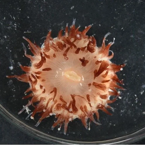 🌊✨ We&rsquo;re still discovering NEW life in the ocean&hellip; like, a LOT of it.

Scientists just found 100+ new marine species during a single deep-sea expedition 🤯&mdash;from ghost sharks to alien-like invertebrates living thousands of meters be