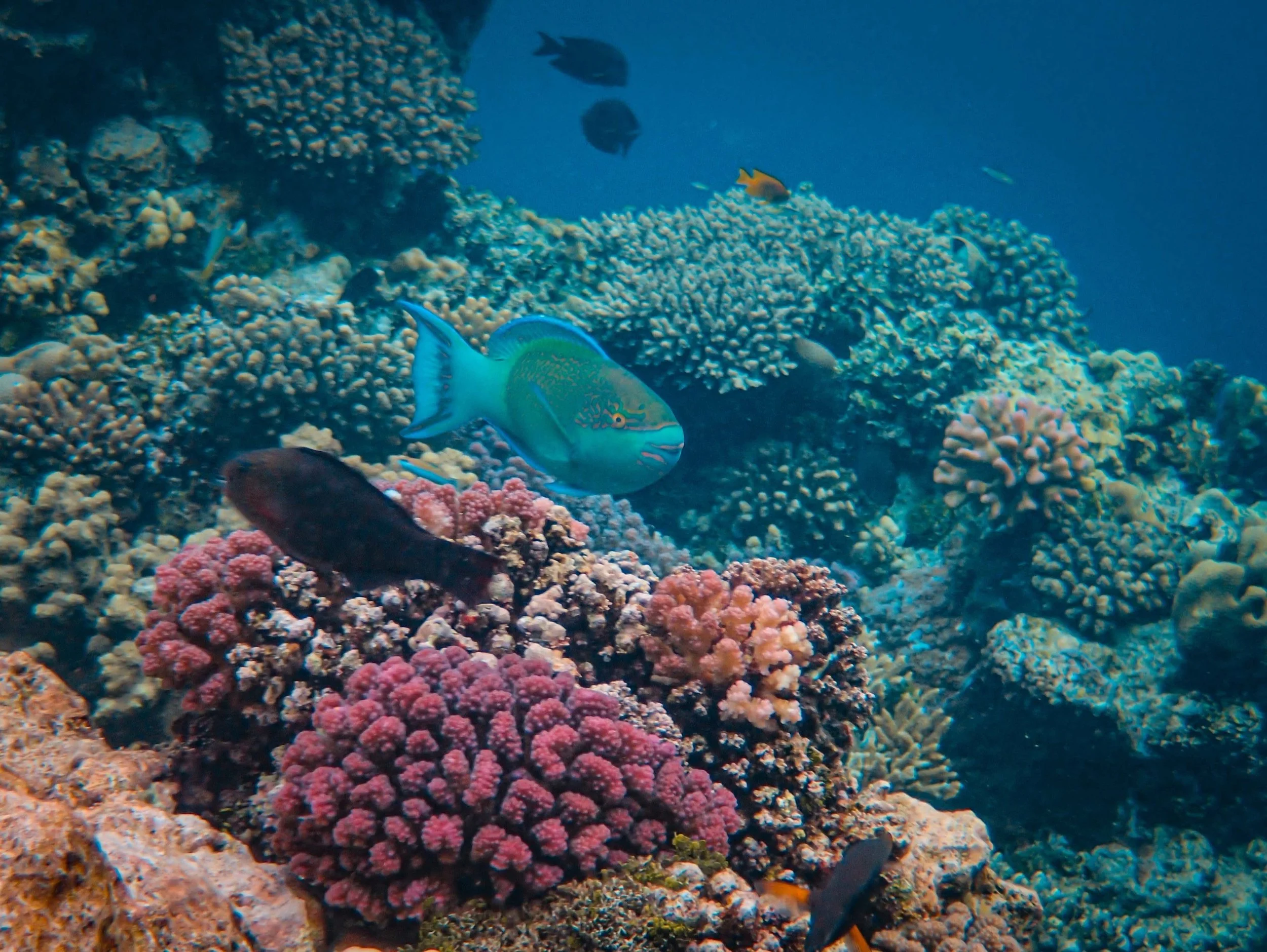 Raise your hand if you love scuba diving 🙋🏼&zwj;♀️. I know I do!

Which is what makes this new study particularly salient 🤿. Bing Lin, a marine conservation scientist at the University of Sydney, and his colleagues spent from December 2022 to Janu