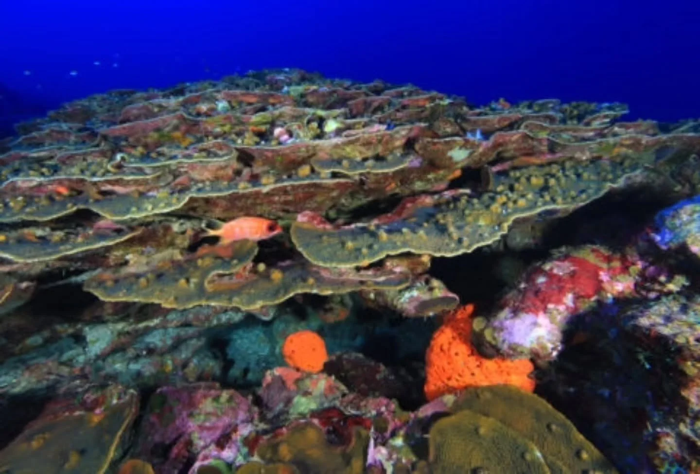70 to 115 miles off the coasts of Texas and Louisiana lies the Gulf of Mexico&rsquo;s only National Marine Sanctuary (NMS) &ndash; Flower Garden Banks NMS. It is famous for the underwater communities that rise from three underwater mountains called s