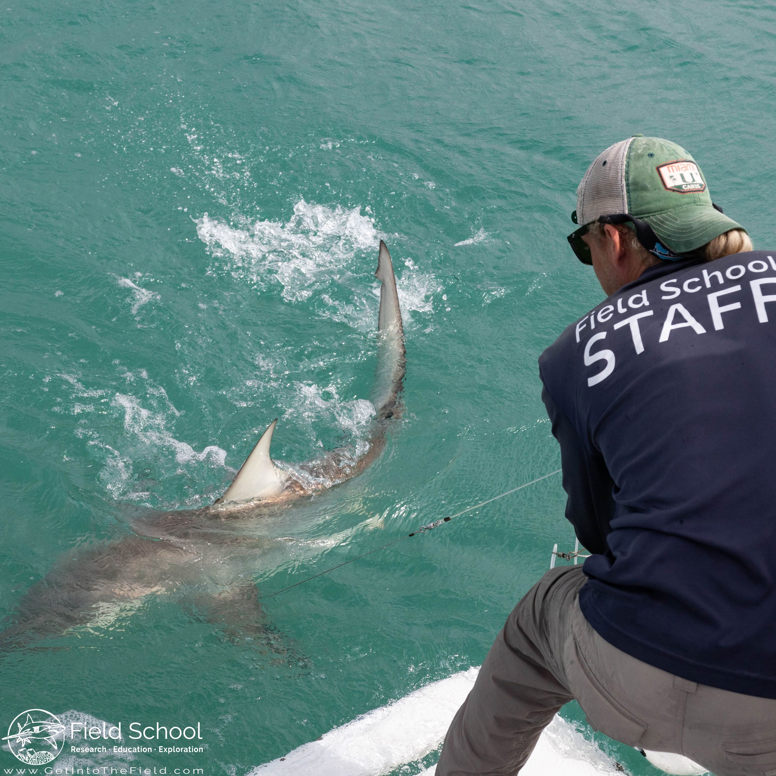 A day in the life of a shark researcher — The Next Swell