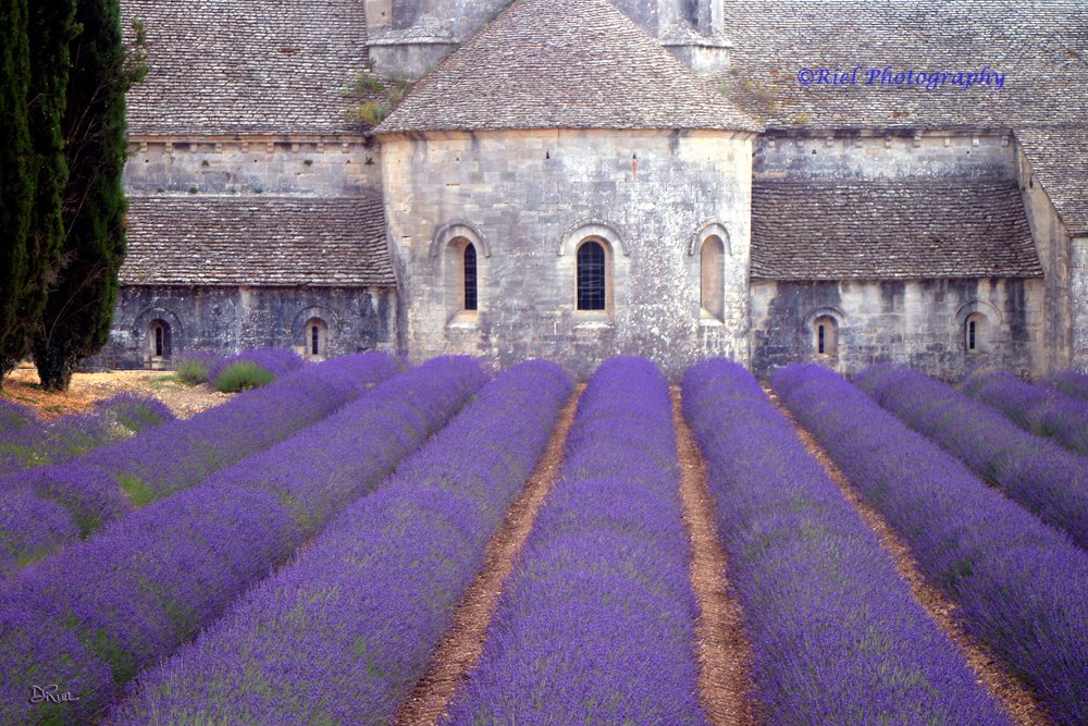 Riel_Abbey's Lavender.jpg