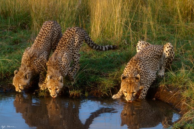 cheetah reflection.jpeg