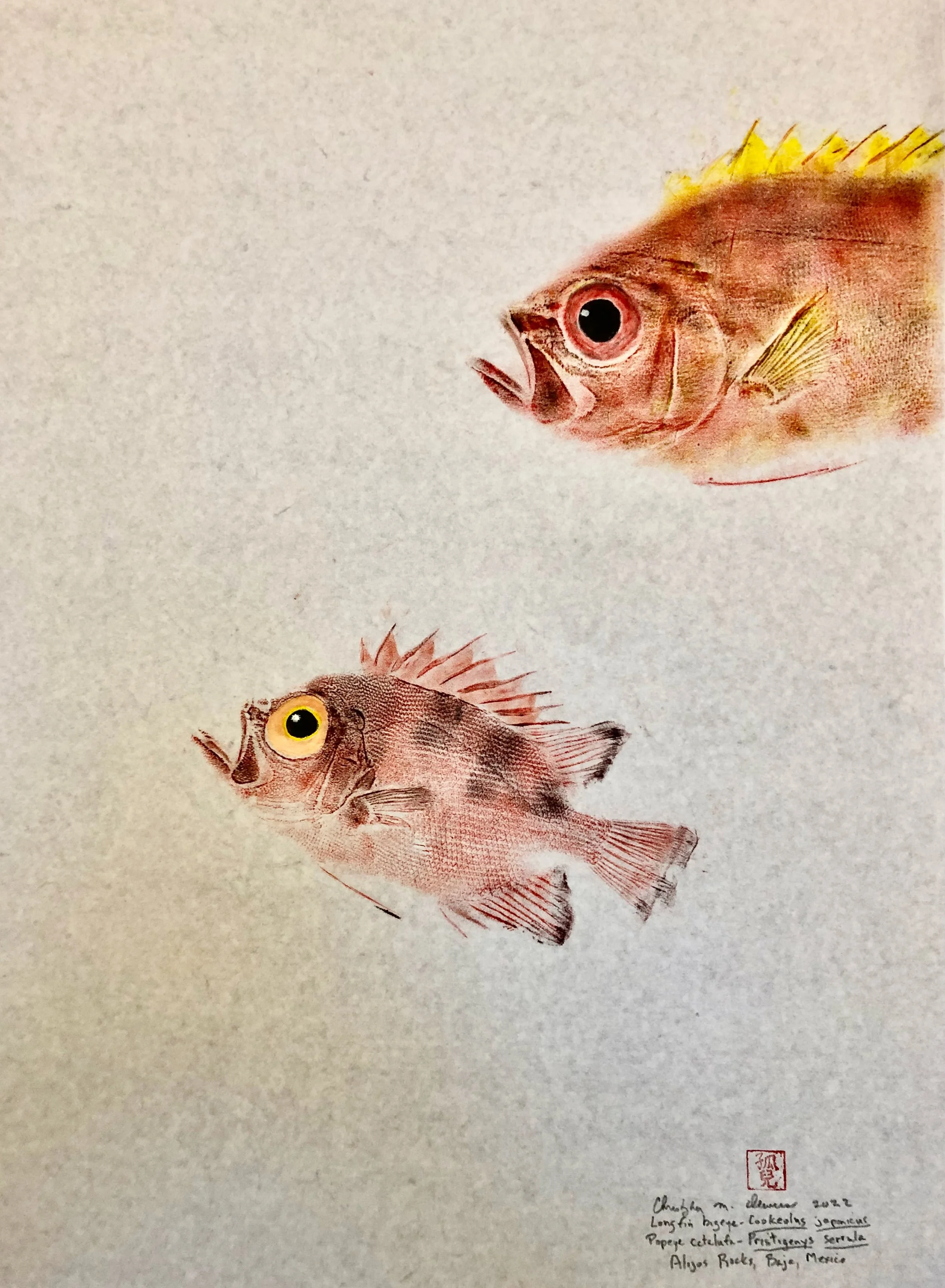 Longfin bigeye and Popeye catalufa.jpeg