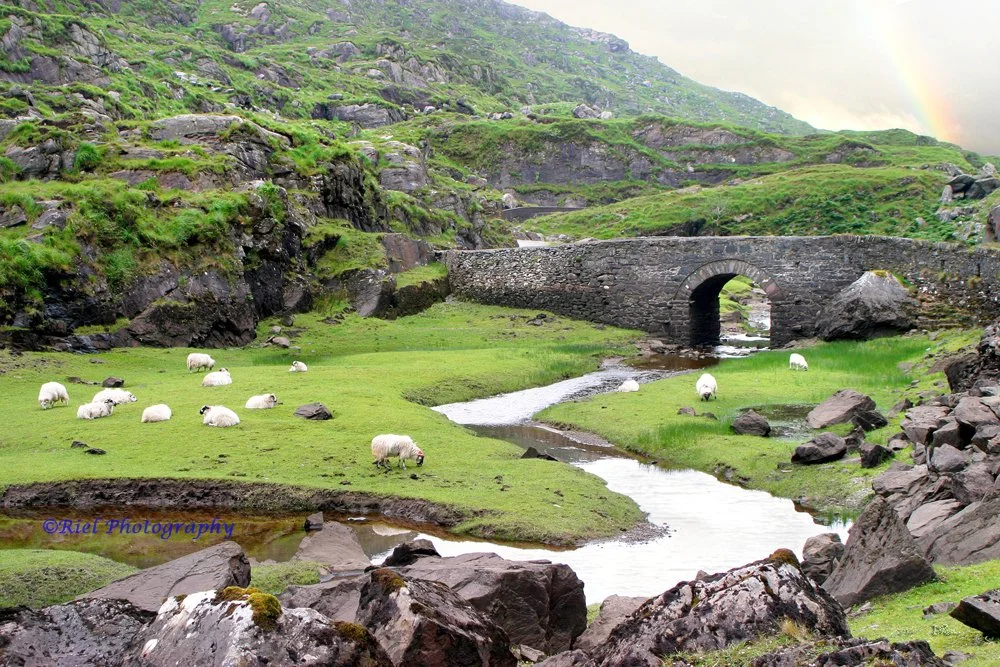 Riel_Sheep Ireland.jpg