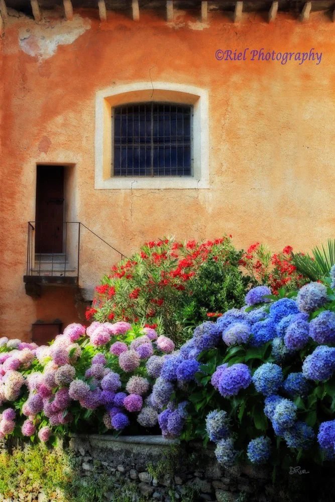 Riel_Hydrangeas Italy.jpg