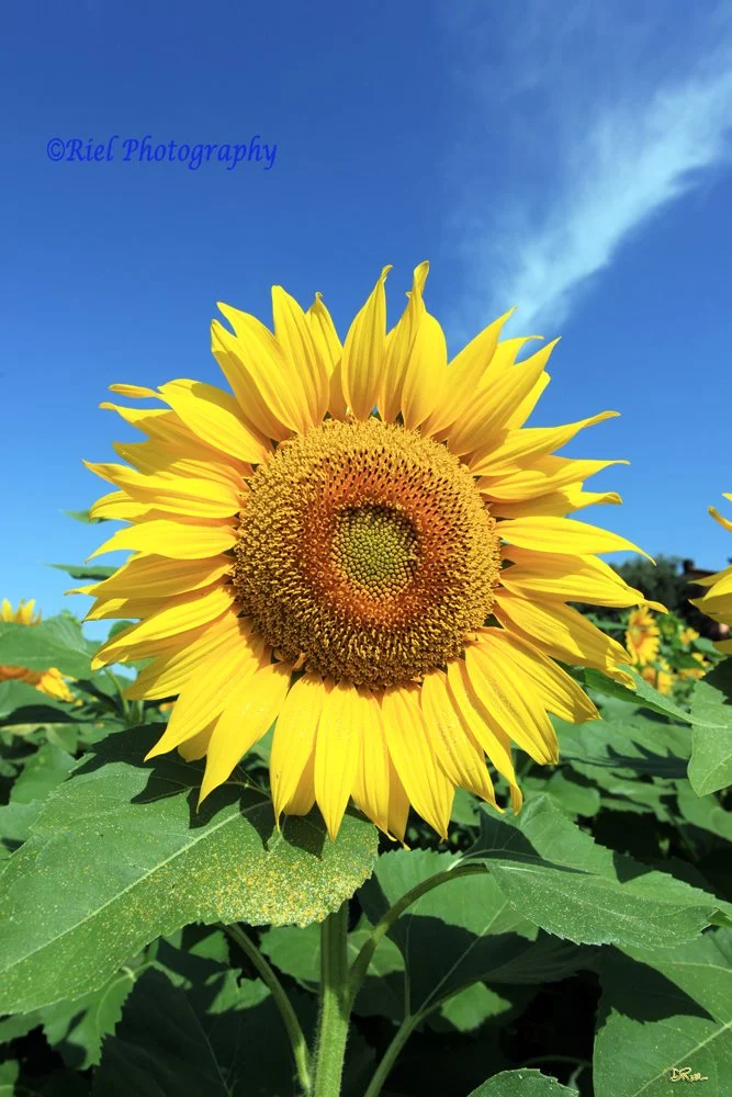 Riel_TuscanySunflower.jpg