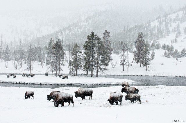 Bison herd in snow MF.jpeg