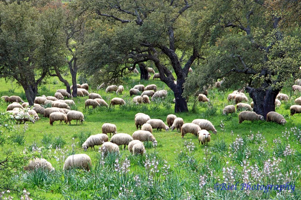 Riel_SardaSheep.jpg