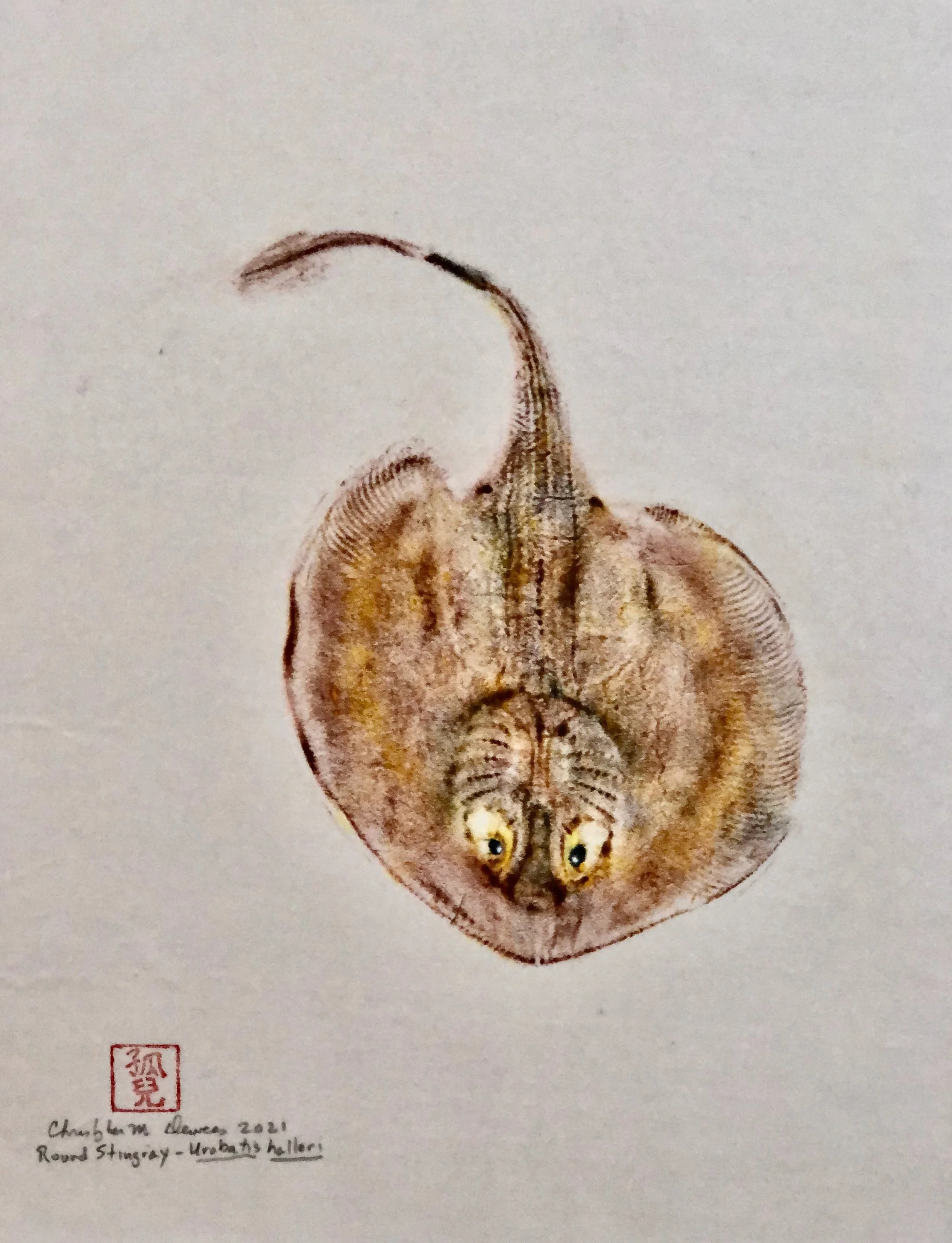Round Stingray.jpeg