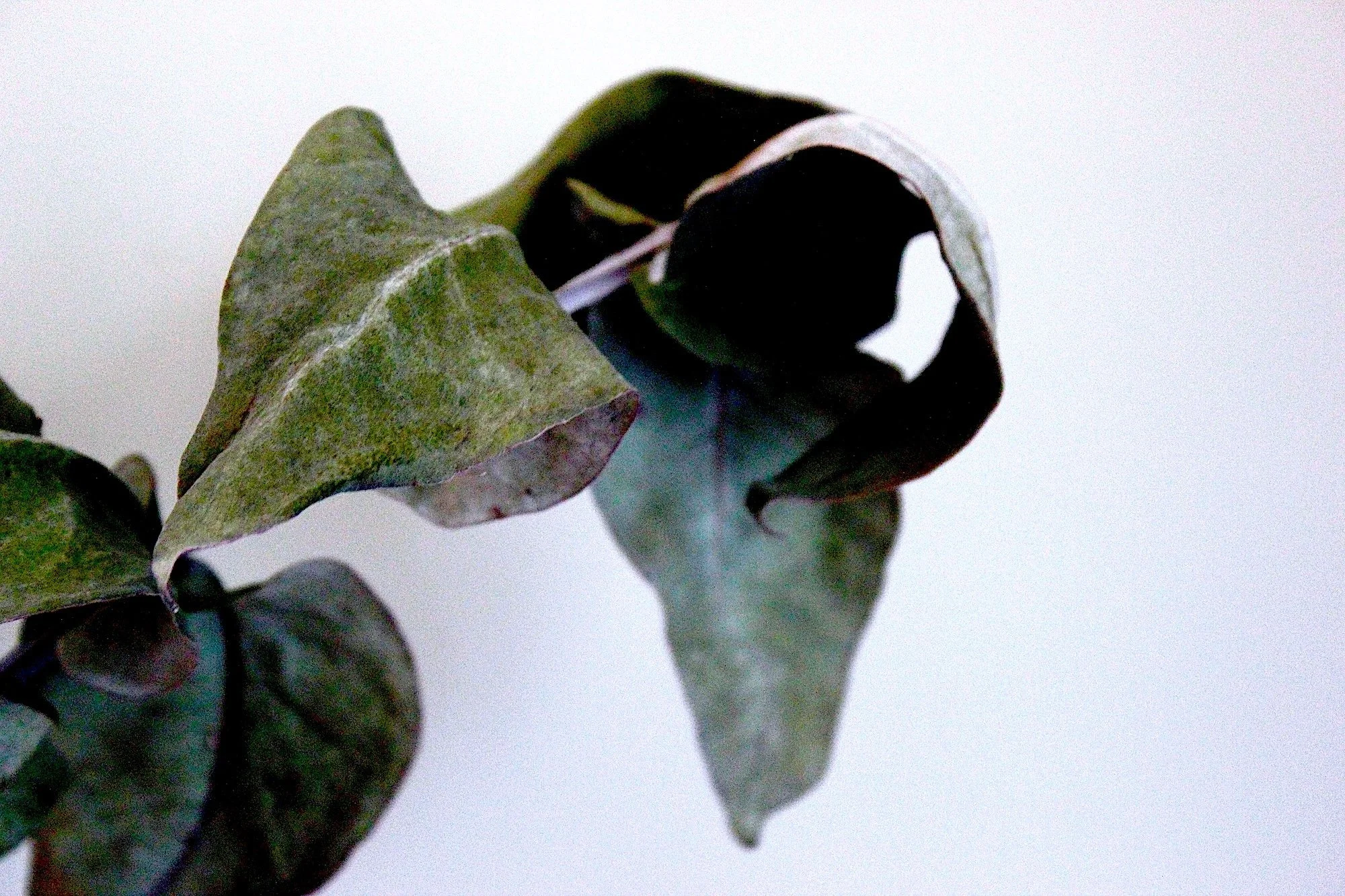 botanic009
print to 30x40