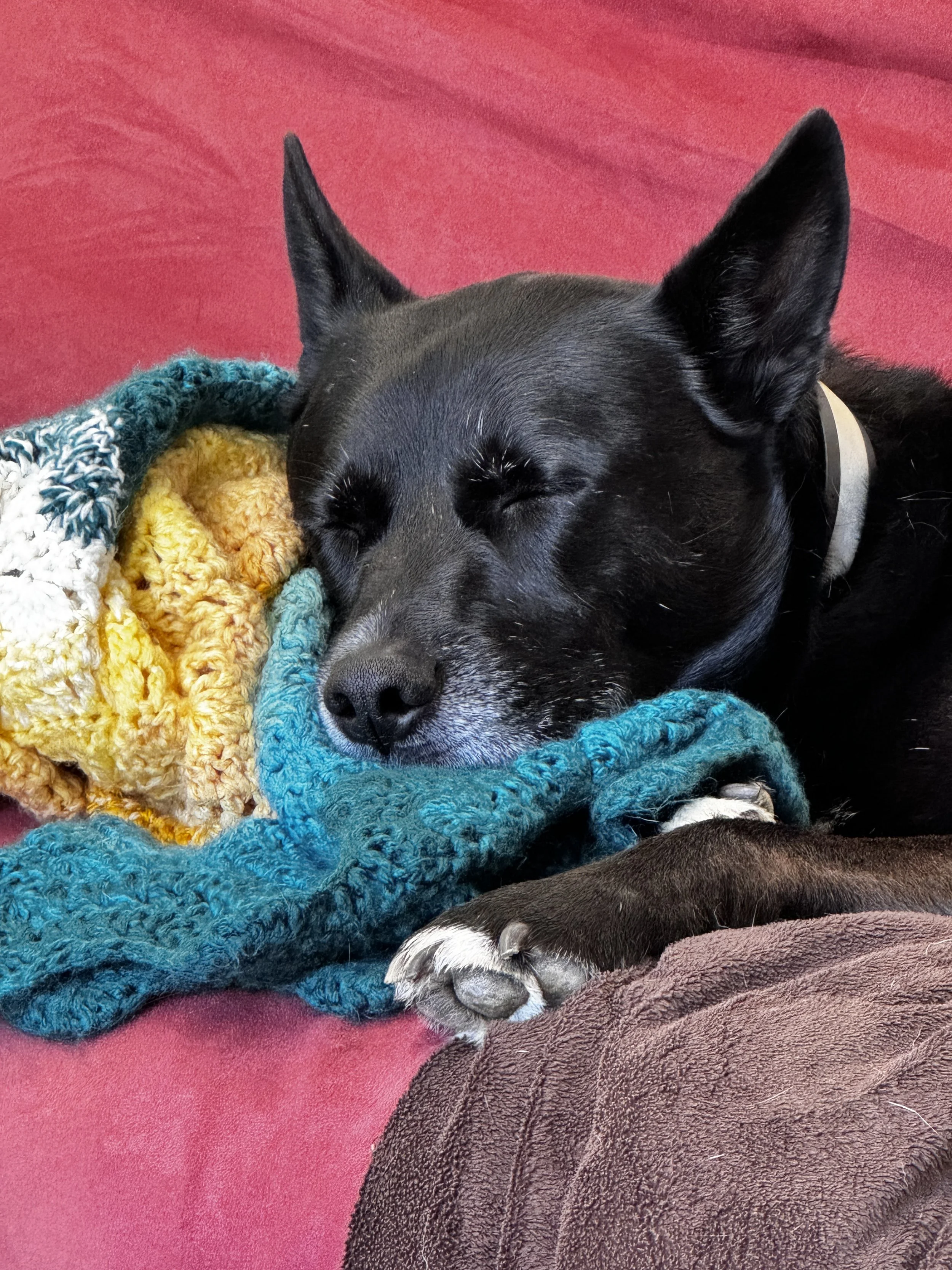 The Studio Dog—WALTER