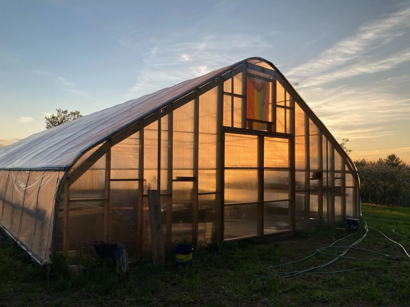THINGS ARE RLY POPPIN OFF 🌱🧚☀️🔭

Our first true big spring in the orchard; a plethora of plantings from @dartmouthcollege &lsquo;s retiring agroforestry program ready to find their forever home here in our nascent food forest, thanks to superb con