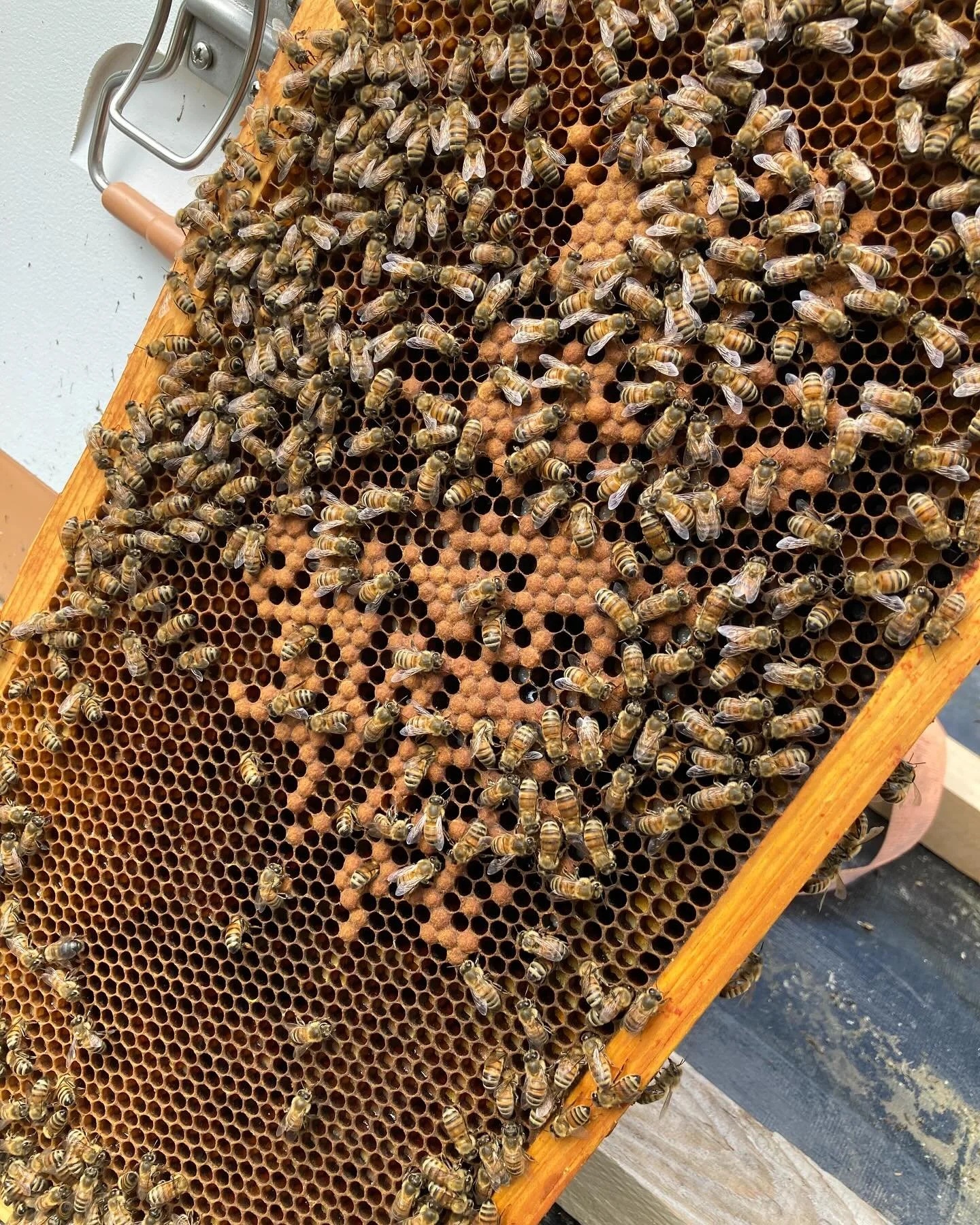 beeware! 🐝 mama jones&rsquo;s hives are hard at work pollinating our heritage cider apple trees (they&rsquo;re about 100 years old &ldquo;we think&rdquo;) in service of hopefully a bumper fall crop to aid and abet @nokvino &lsquo;s outrageous concoc