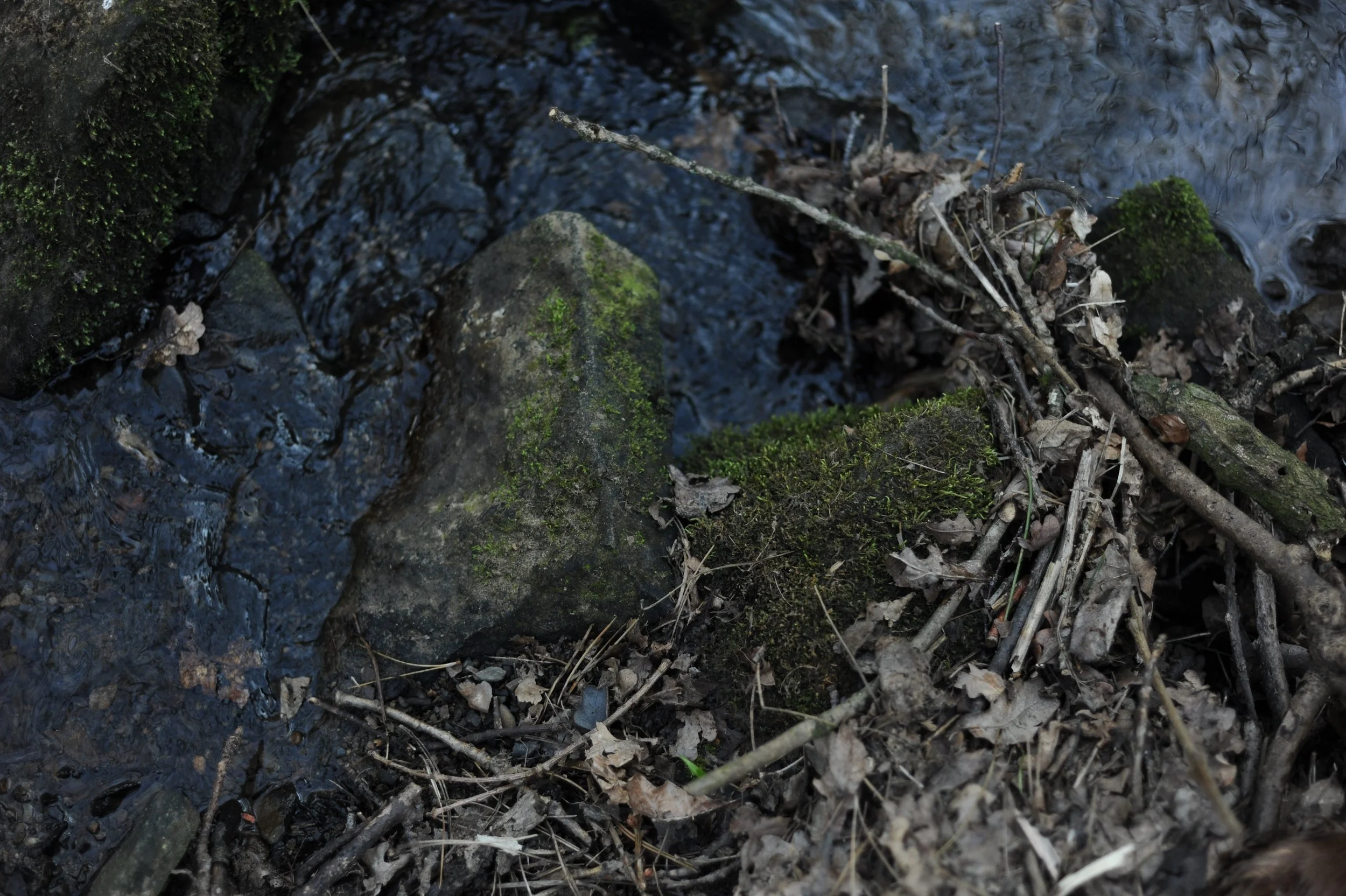 Close-up of rocks, moss, dead leaves, and twigs near a small stream of water in a natural outdoor setting.