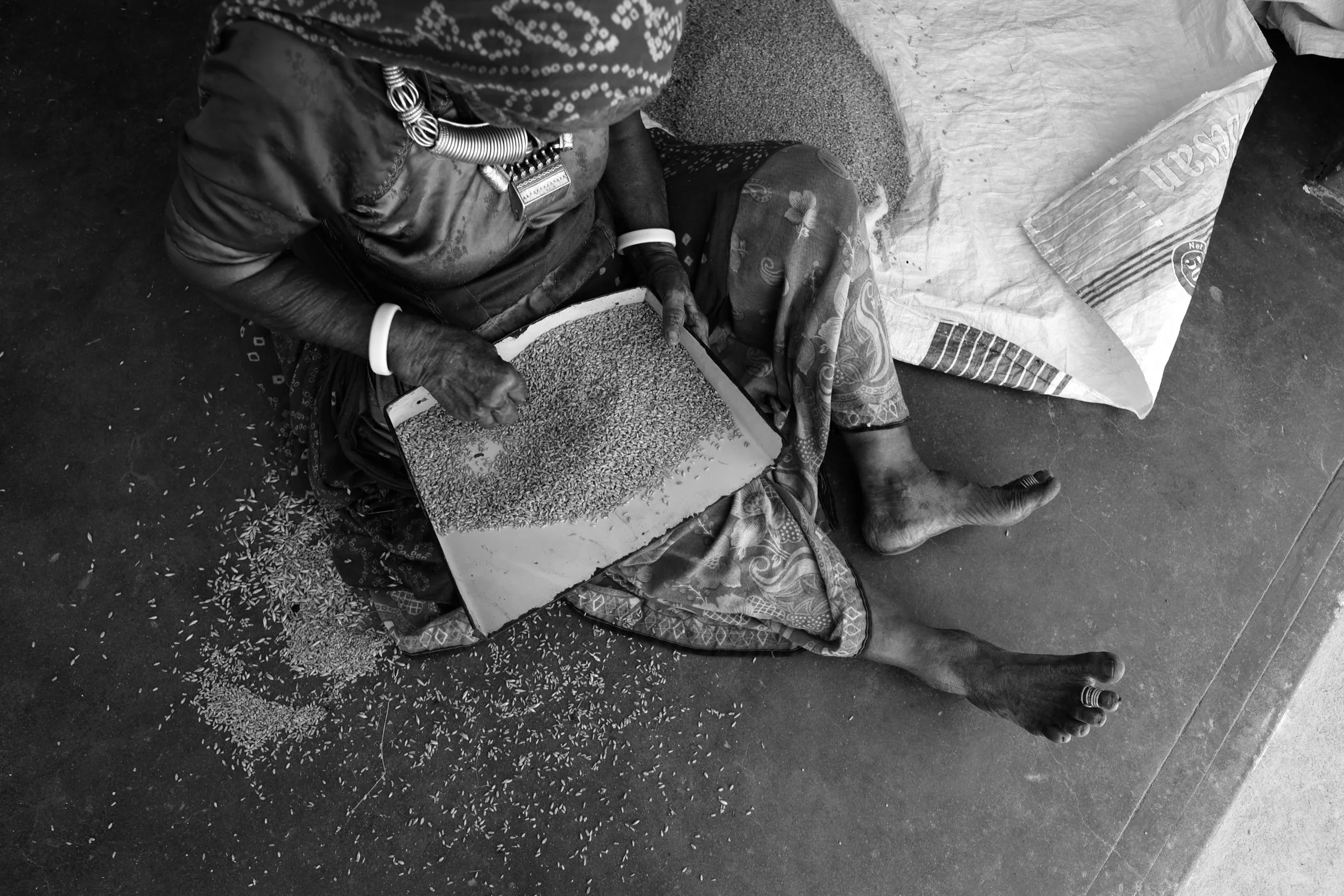 A person sitting on the ground, harvesting grains from a tray, with a bag of grains nearby.