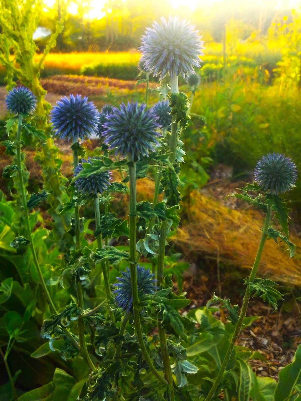 Blue globe thistle deals