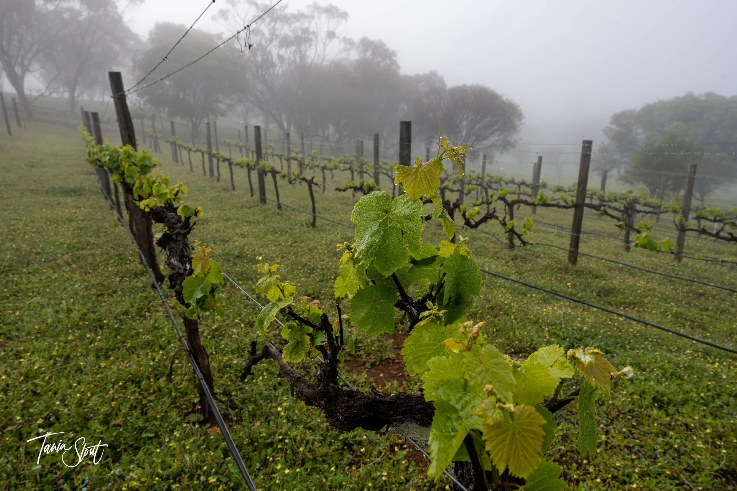 Toodyay Avon Valley  Accommodation / Bed and Breakfast