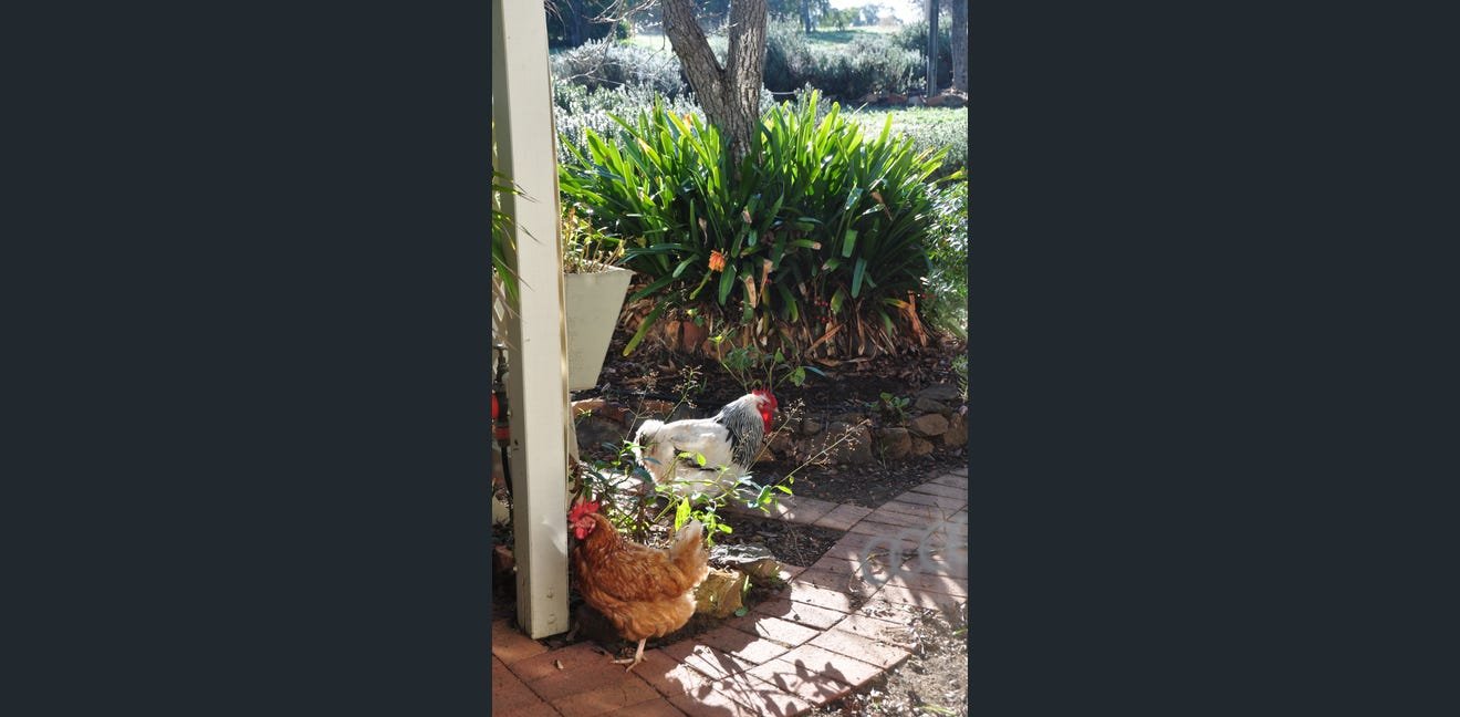 A white rooster with black tail feathers and a red comb standing on a garden brick pathway next to a brown hen. Behind them are green plants, a large shrub, and a tree in a sunny outdoor garden setting.