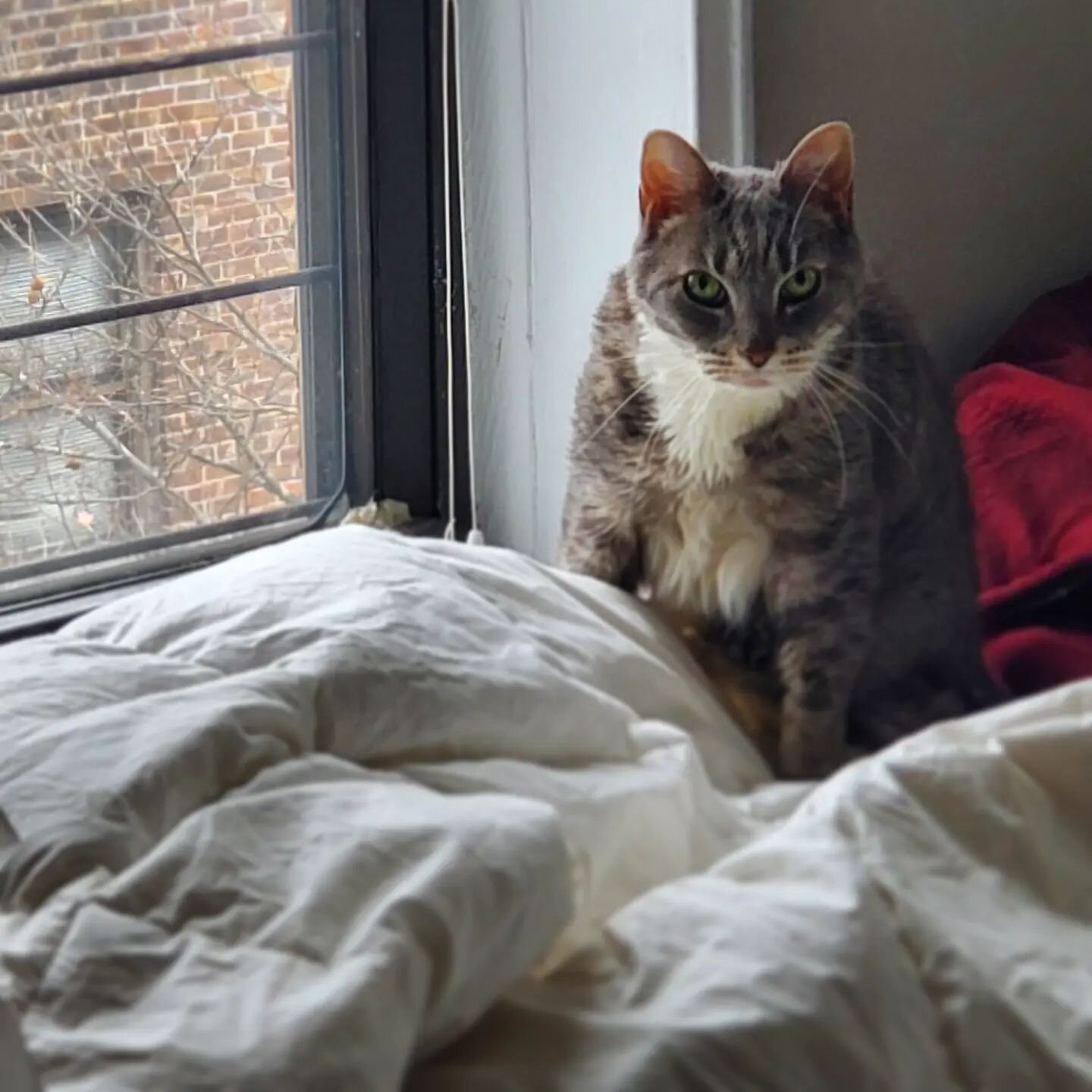 Tesla &amp; Edison giving me looks this morning.

Figured I should make a &quot;proof of life&quot; post since it's been over a month since everything exploded. Haven't had any hobby work to show as I've not been able to get myself to the painting de