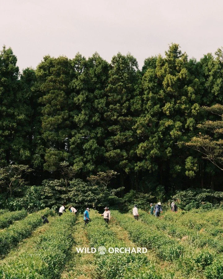Some shots of our farm in Jeju Island!
Wild Orchard teas is single-sourced directly from our farm in Jeju Island, South Korea!
Our tea farm is the world’s first Regenerative Organic Certified tea farm in the world!
Try our teas in the link in o