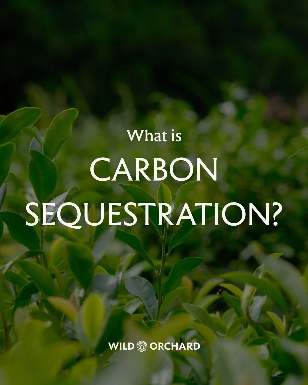 Every cup of Wild Orchard Tea doesn’t just nourish you — it helps heal the planet. 🌍💚
Through regenerative organic farming, our tea fields in Jeju Island actively pull carbon from the atmosphere and store it safely underground —