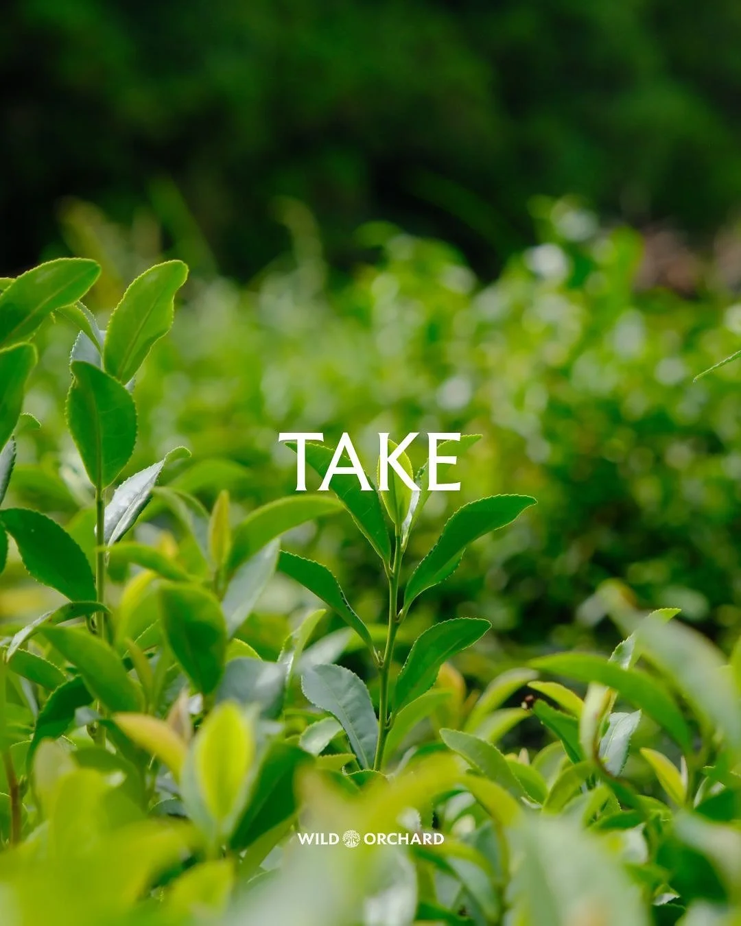 Take a break and go outside!
#wildorchard #drinkwild #sustainablefarming #roc #regenerativeorganic #regenerativeagriculture #sustainableagriculture #matcha #matchalatte #blackmatcha #AYRmatchablack #matchalovers #tealovers #greentea #blacktea #premi