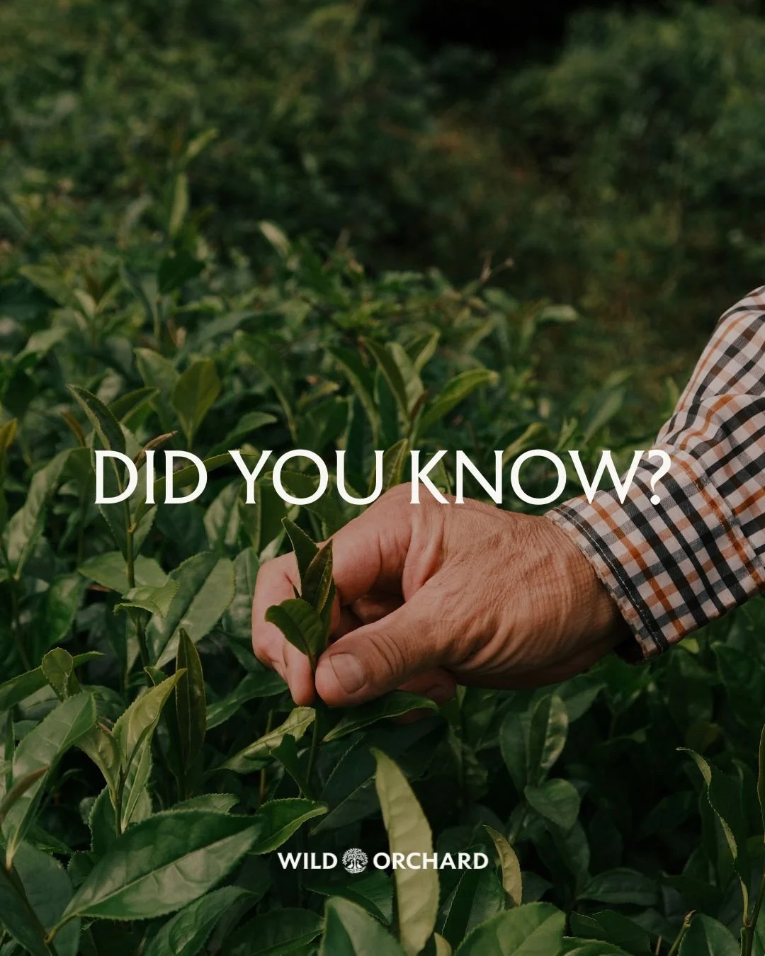 Some fun facts about Wild Orchard that you may not have known about! 💚
1. Our teas are washed 4 times before they reach your cup! No need to throw out the first brew! Completely clean tea, straight from the source!
2. Wild Orchard teas are grown o