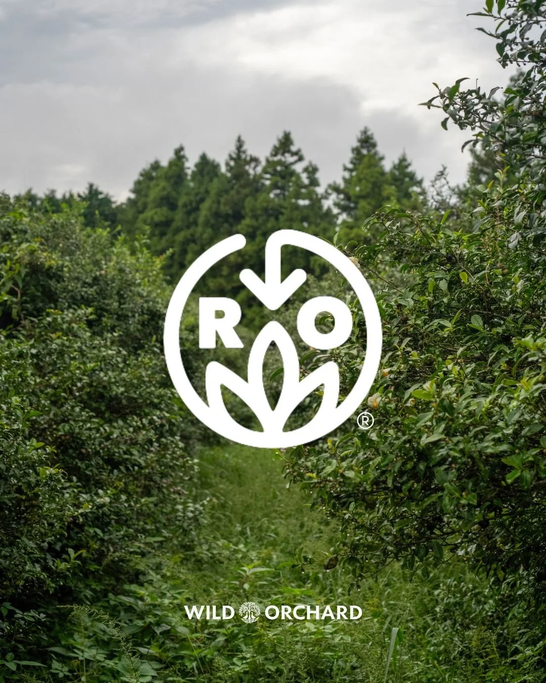 This #GivingTuesday, we&rsquo;re giving back to the Earth that gives to us.
At Wild Orchard, regeneration starts on our farm with our farmers. Every tea supports soil health, animal welfare, and fair treatment for farmers.
Today, we&rsquo;re supporti