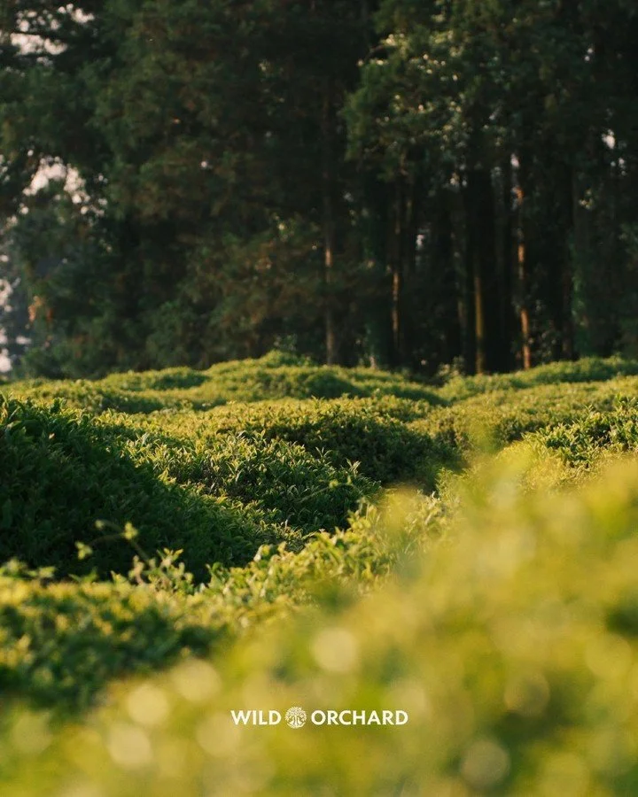 Our green tea grows in all 4 seasons! 
Jeju Island is a place that is known for having windy winters to warm, humid summers 😃

Taste some for yourself!

#wildorchard #drinkwild #sustainablefarming #roc #regenerativeorganic #regenerativeagriculture #