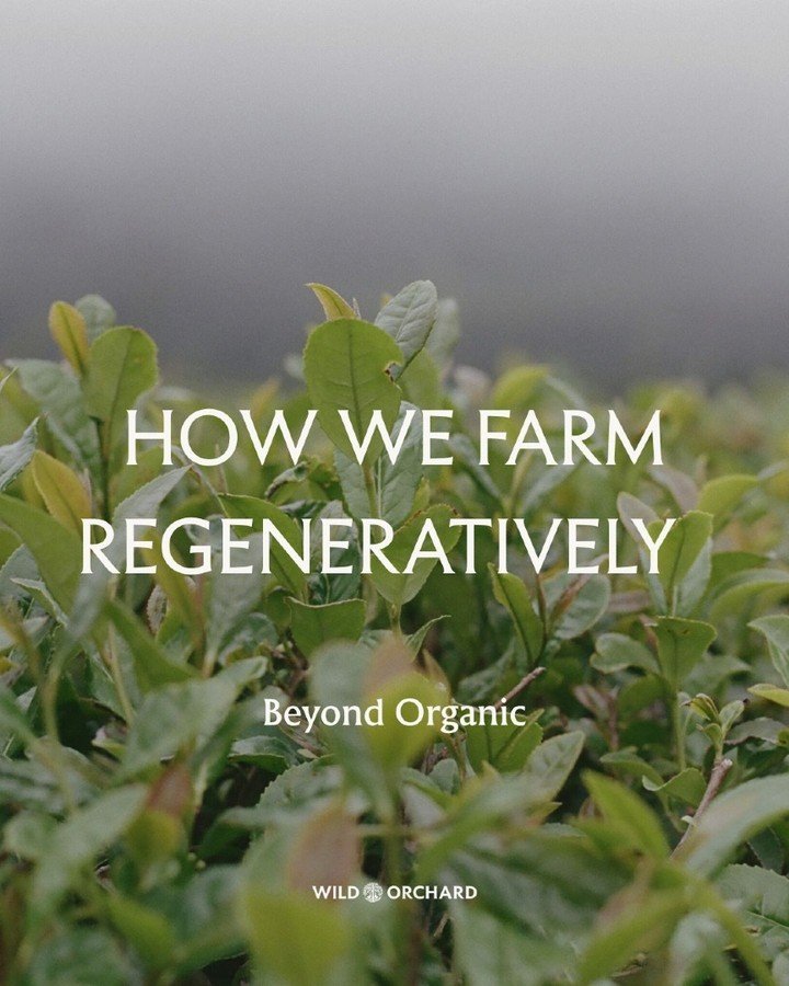 Have you heard of Regenerative Organic Certified farming?

Wild Orchard was the first tea farm in the world to receive this certification!
It's built on 3 core pillars: 
1. Soil Health
2. Animal Welfare
3. Social Fairness

Regenerative farming practi