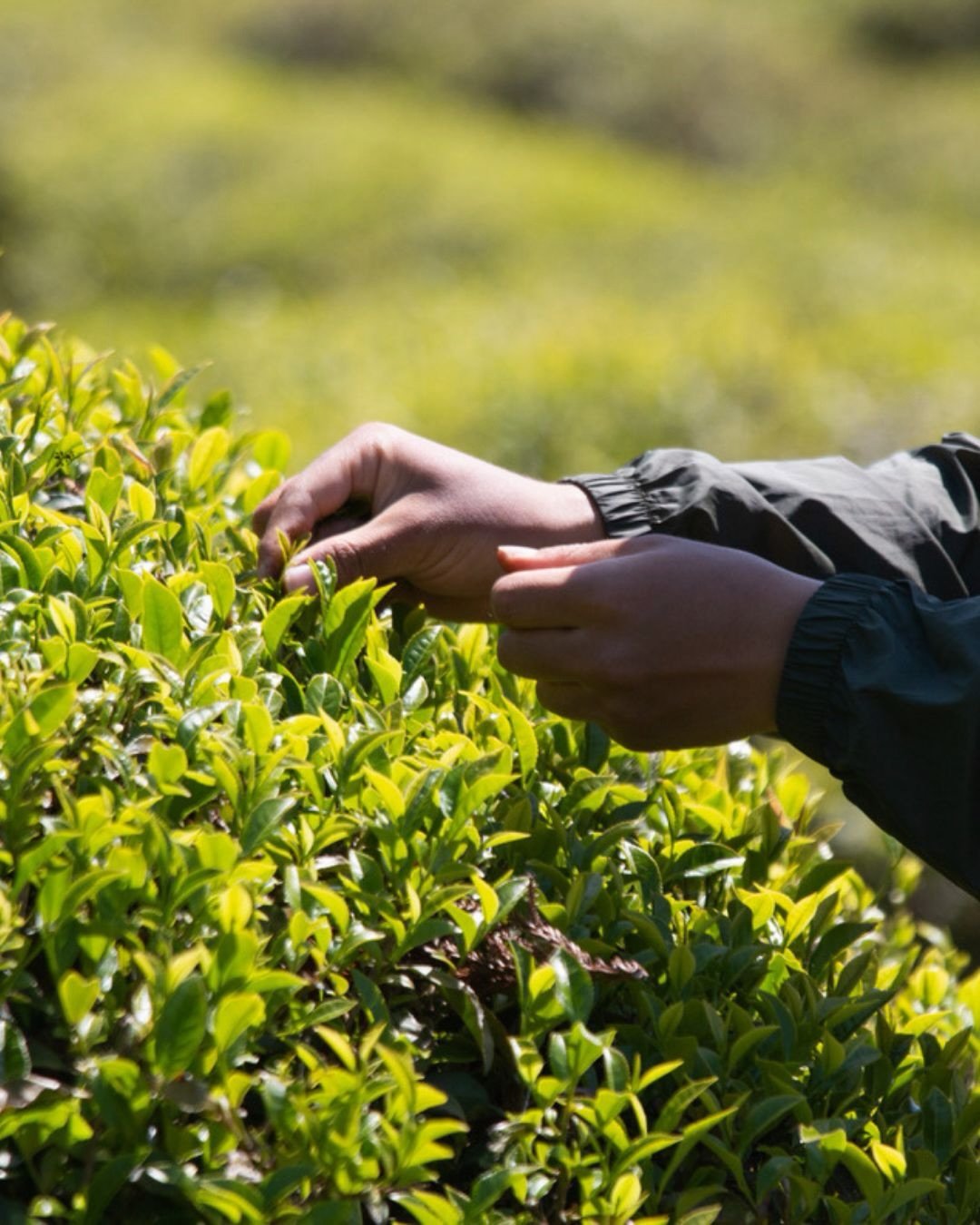 Happy International Tea Day! 🍵🌎

Today, we celebrate more than just tea &mdash; we celebrate the people behind every cup. Thank you to the farmers, harvesters, and communities whose dedication and care make it all possible. From nurturing healthy s
