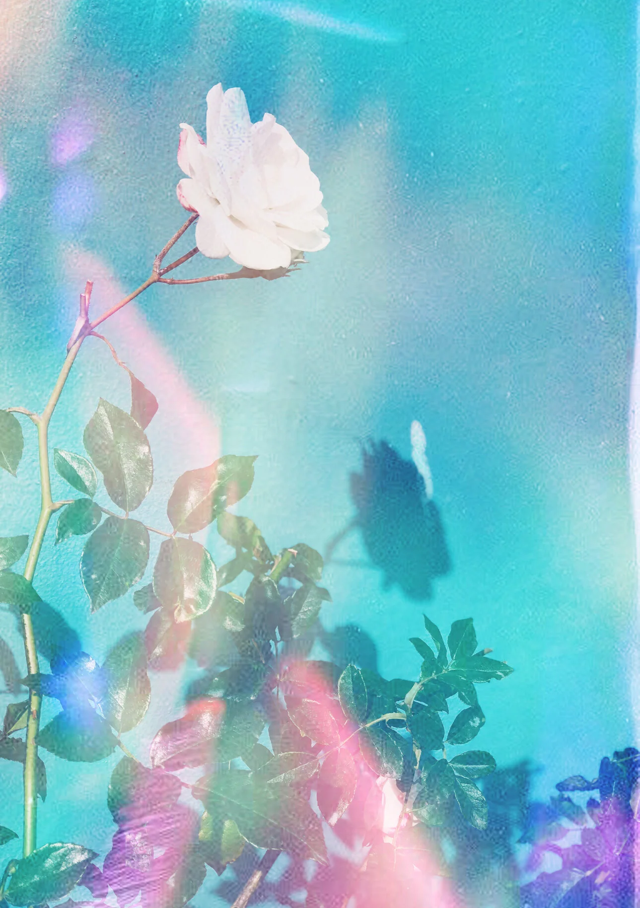 Rose_light.jpg