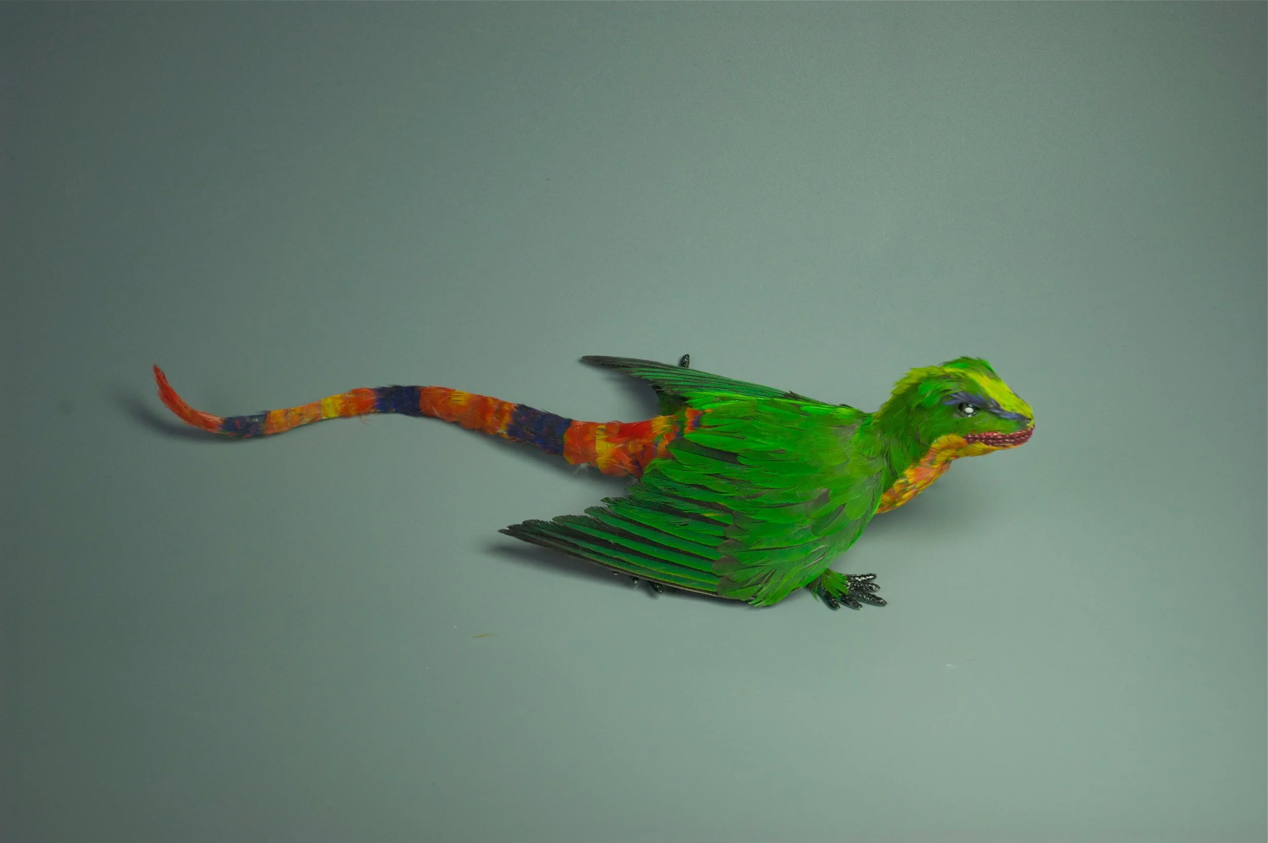 Banded Lori Lizard 2015