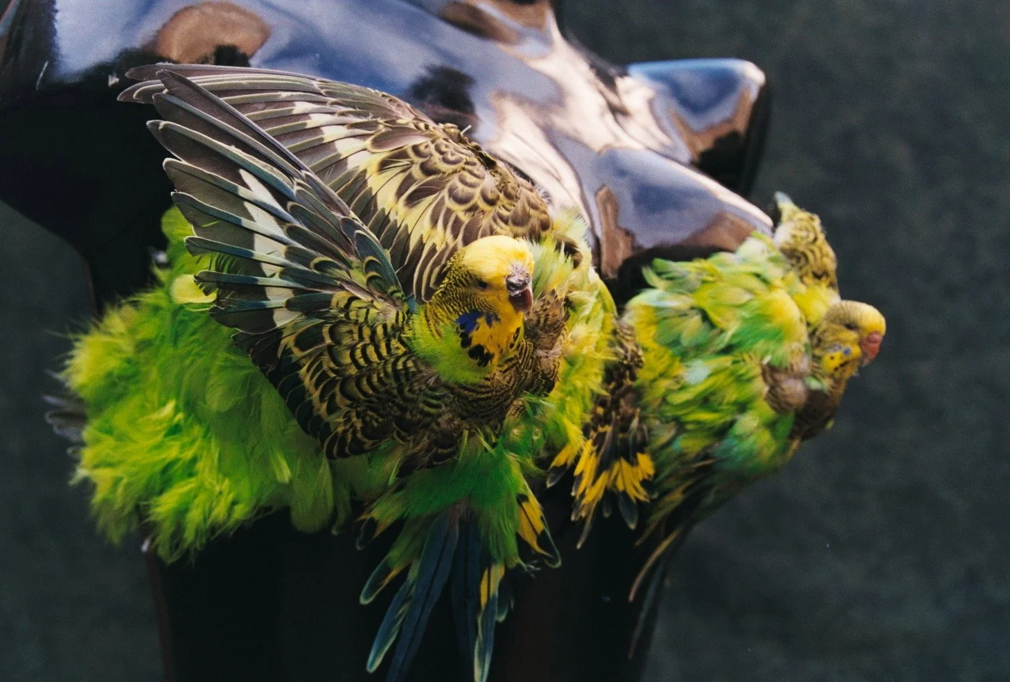  Budgerigar Brassiere 2002