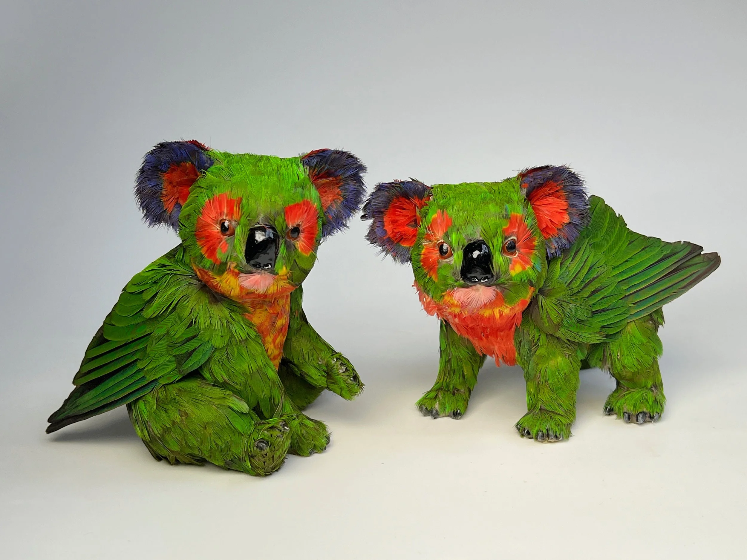 Pair of Lorikoalas 2025 2.0.jpg